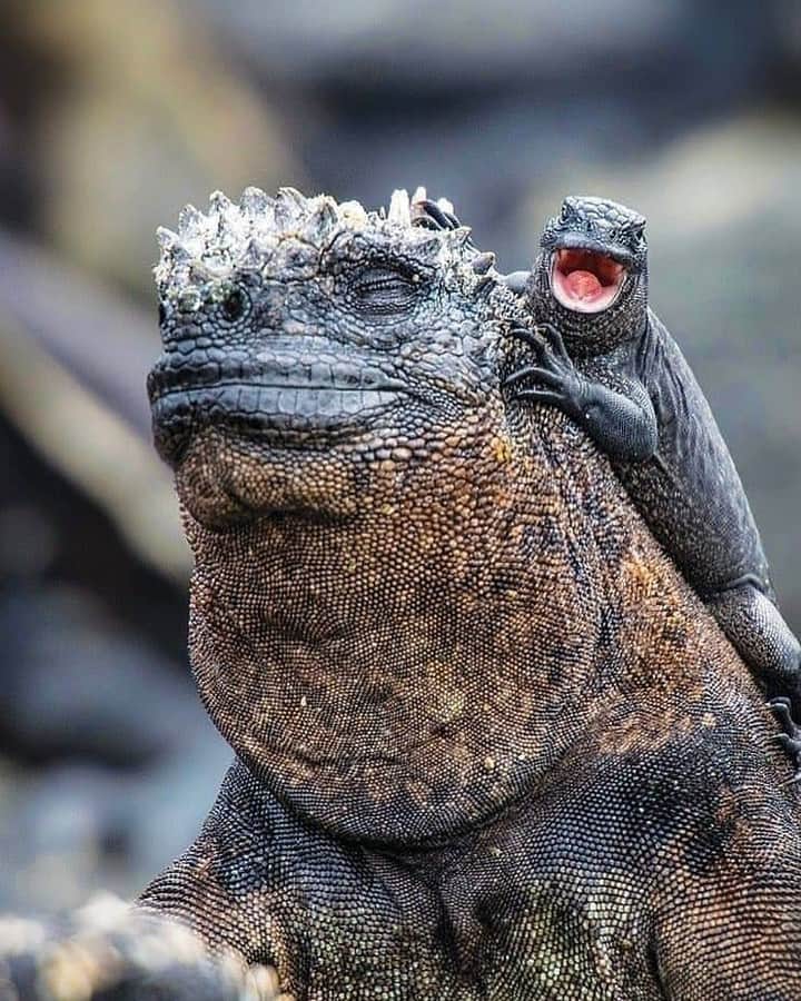 Discoveryさんのインスタグラム写真 - (DiscoveryInstagram)「Marine iguanas and lava lizards make an adorable couple. The herbivore iguanas rely on the lizards to eat pesky flies who get too close.   Photo: Ender Arias (@enderariias)  #iguanalovers #lavalizard #galapagosislands #tongueouttuesday #adorableanimals #friendsforever #lizardsofinstagram #rideordie」7月29日 4時24分 - discovery
