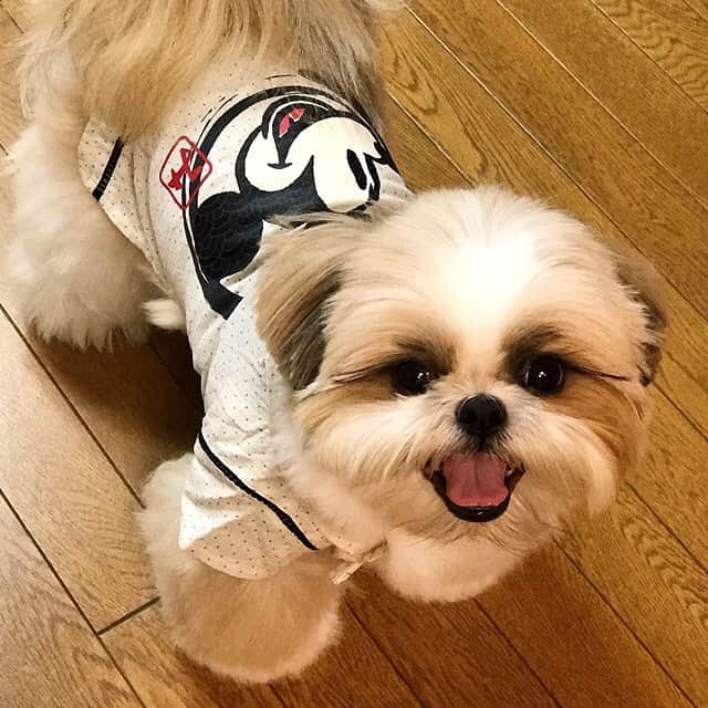 りんくのインスタグラム：「Look at me #nowandthen 💖 Swipe >>>>> to see me in the same clothes 4 years ago 🐶✨ I’ve grown up so much! 😁 * * * * * 4年前の甚平だよ✨ なんとか着れたけどピッチピチ～🐶💦 (2枚目は1歳のりんく氏)」