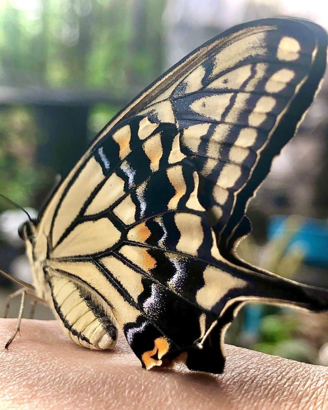 平野実穂さんのインスタグラム写真 - (平野実穂Instagram)「METAPOD has evolved👍☄️ プリプリ屈伸してた蛹も無事に羽化しました🦋 #ナミアゲハ　#羽化　#butterfly」7月29日 5時06分 - mihohiranoart