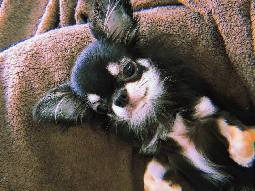 美咲かんなのインスタグラム：「． 犬だけが癒し。昨夜は仕事帰り愛犬家のメイクさんと一緒に帰って、ずっと「うちの子は〜」なんて話していました。 ． #チワワ #愛犬 #わんこのいる生活  #うちのこかわいい  #癒し」
