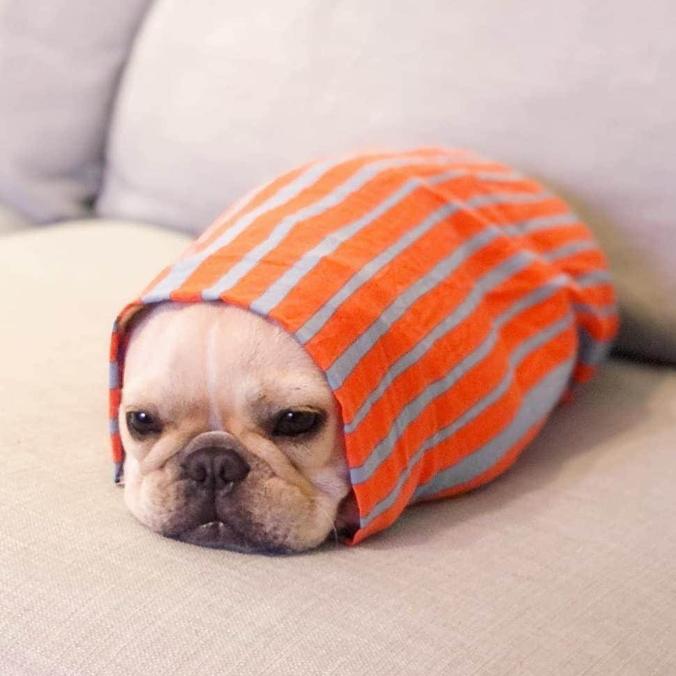 French Bulldogさんのインスタグラム写真 - (French BulldogInstagram)「Burrito frenchie 🍣🌯 @ms.madamesing . . . . . #frenchie #frenchies  #französischebulldogge #frenchbulldog #frenchbulldogs #dog #dogsofinstagram #frenchies1 #bully #bulldog #bulldogfrances #フレンチブルドッグ #フレンチブルドッグ #フレブル #ワンコ #frenchiesgram #frenchbulldogsofinstagram #ilovemyfrenchie #batpig #buhi #squishyfacecrewbulldog」7月29日 16時54分 - frenchie.world