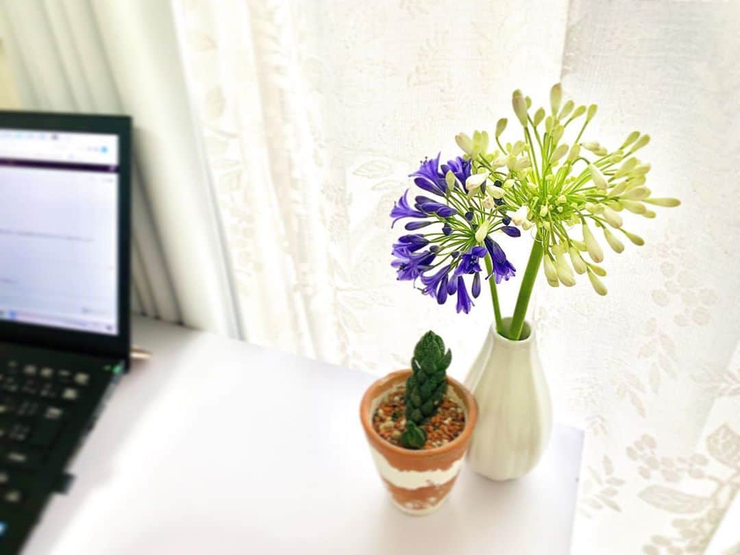 Mai Yamadaさんのインスタグラム写真 - (Mai YamadaInstagram)「デスクの上にお花があるだけで、気分良くお仕事できる☺️💜🤍 . アガパンサス 原産地：南アフリカ 別名：紫君子蘭、アフリカンリリー 花言葉：恋の訪れ、ラブレター、恋の季節、知的な装い . #アガパンサス#紫君子蘭#アフリカンリリー #agapanthus#agapanthusafricanus  #お花のある暮らし#花のある暮らし#お花 #MC#山田真以　 #パラレルキャリア#フリーランス#パラレルワーカー#ノマドワーカー#働く女性#ワークライフバランス#リモートワーク#parallelcareer#freelance#nomadlife#nomadworker#businesswoman#work#worklifebalance#aimhigh」7月29日 16時42分 - yamadamai_719