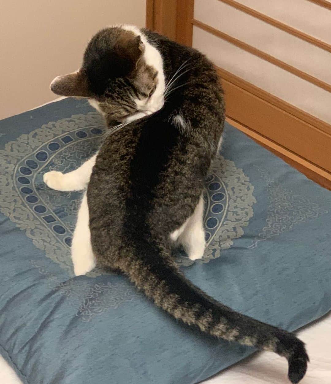 横山涼さんのインスタグラム写真 - (横山涼Instagram)「最近は載せるような写真が無くだいぶ更新していませんでしたので、とりあえずスカジャンの刺繍の虎みたいなポーズの猫を載せておきますね。」7月29日 16時38分 - ryo_yokoyama_official