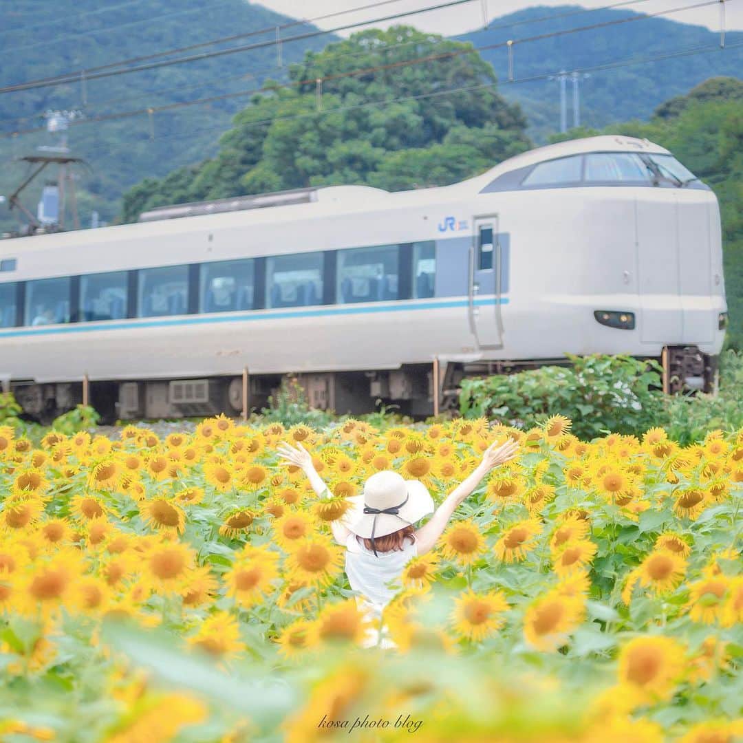 コサさんのインスタグラム写真 - (コサInstagram)「黄色い声援 ひまわり畑からエール🙋‍♀️ . Location:和歌山 Wakayama / Japan🇯🇵 Date:2020年7月 . #向日葵 #traingallery_ig #Japan_Daytime_View #sorakataphoto  #LBJ_Legend #広がり同盟メンバー #s_shot #IGersJP #Rox_Captures #bestphoto_japan #art_of_japan_ #tokyocameraclub #dpj_member  #IG_PHOS #photo_jpn #ptk_japan #pt_life_ #bestjapanpics #colore_de_saison #special_spot_vip #light_nikon #nipponpic_member #japan_of_insta #kf_gallery_vip #1x_japan #beautiful_photo_jpn #jgrv_member #japan_bestpic_ #raw_community_member #jalan_natsu2020」7月29日 8時05分 - kosa_photo
