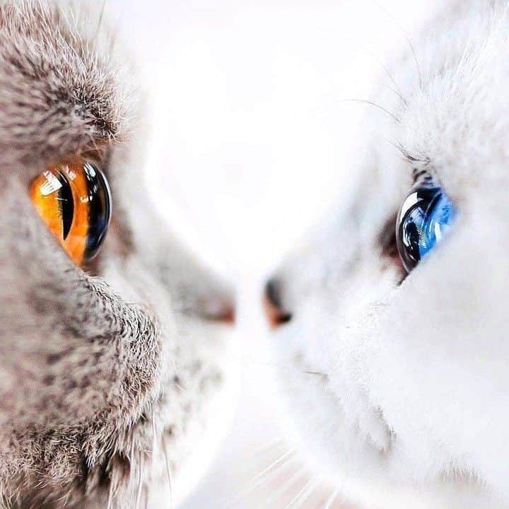 9GAGさんのインスタグラム写真 - (9GAGInstagram)「The meow of ice and fire.⠀⠀⠀ 📸@milaivyofficial @lyo.thecat⠀⠀ -⠀⠀ #eyesonme #9gag」7月29日 8時00分 - 9gag