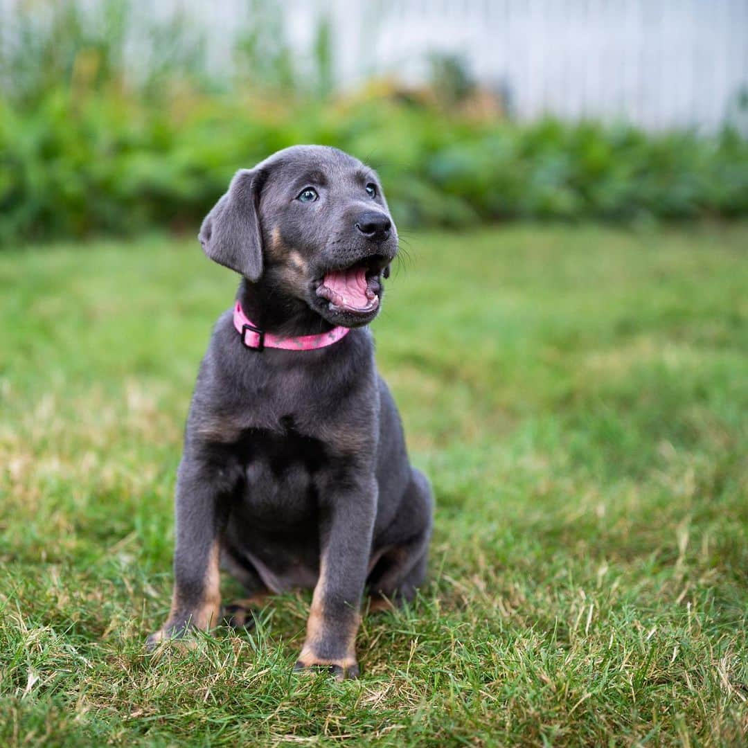 The Dogistさんのインスタグラム写真 - (The DogistInstagram)「Lulu, Silver Lab (9 w/o), Woods Hole, MA • “She’s figured out the treat position. And she knows ‘if I pee outside I get a treat’.” @lovinglulu2020」7月29日 8時11分 - thedogist