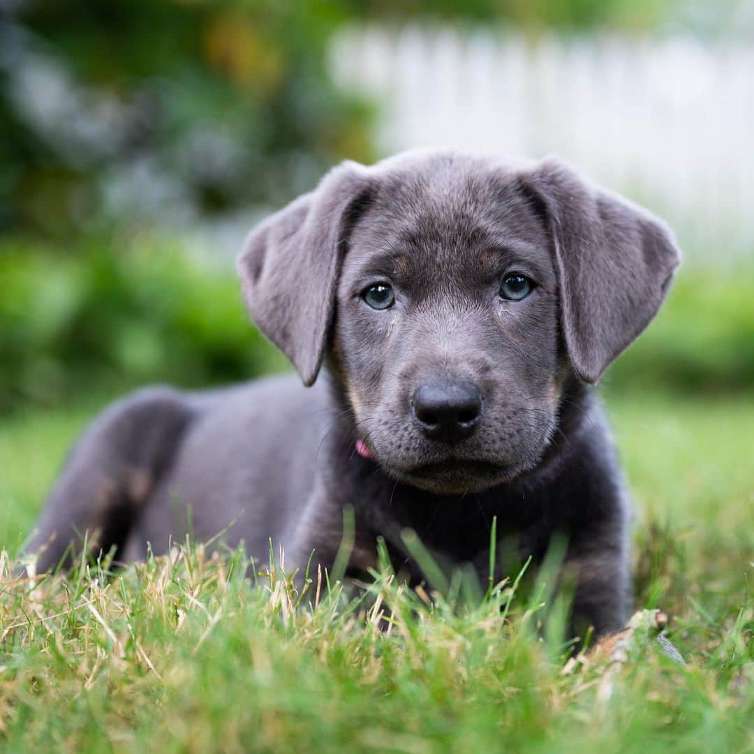 The Dogistさんのインスタグラム写真 - (The DogistInstagram)「Lulu, Silver Lab (9 w/o), Woods Hole, MA • “She’s figured out the treat position. And she knows ‘if I pee outside I get a treat’.” @lovinglulu2020」7月29日 8時11分 - thedogist