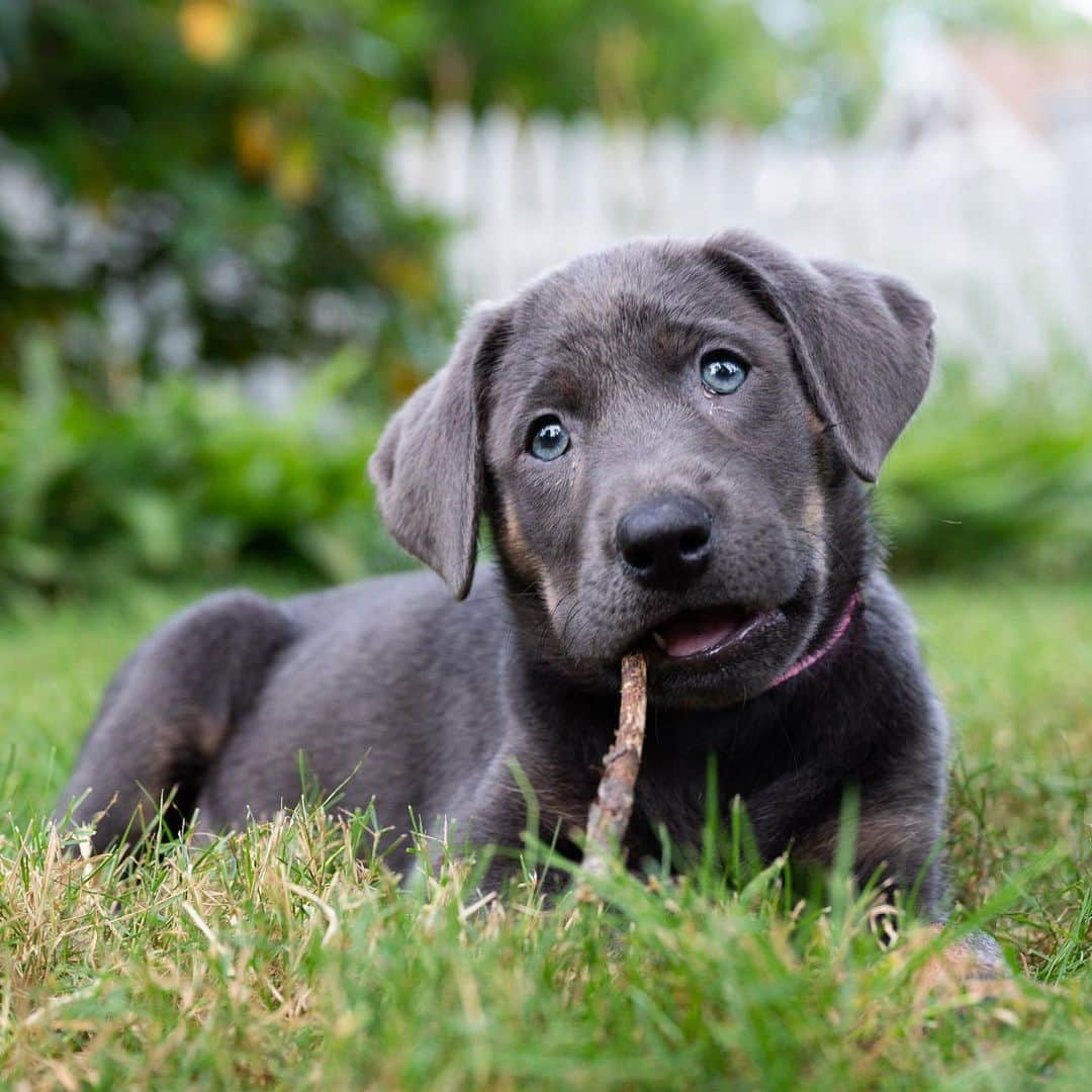 The Dogistさんのインスタグラム写真 - (The DogistInstagram)「Lulu, Silver Lab (9 w/o), Woods Hole, MA • “She’s figured out the treat position. And she knows ‘if I pee outside I get a treat’.” @lovinglulu2020」7月29日 8時11分 - thedogist