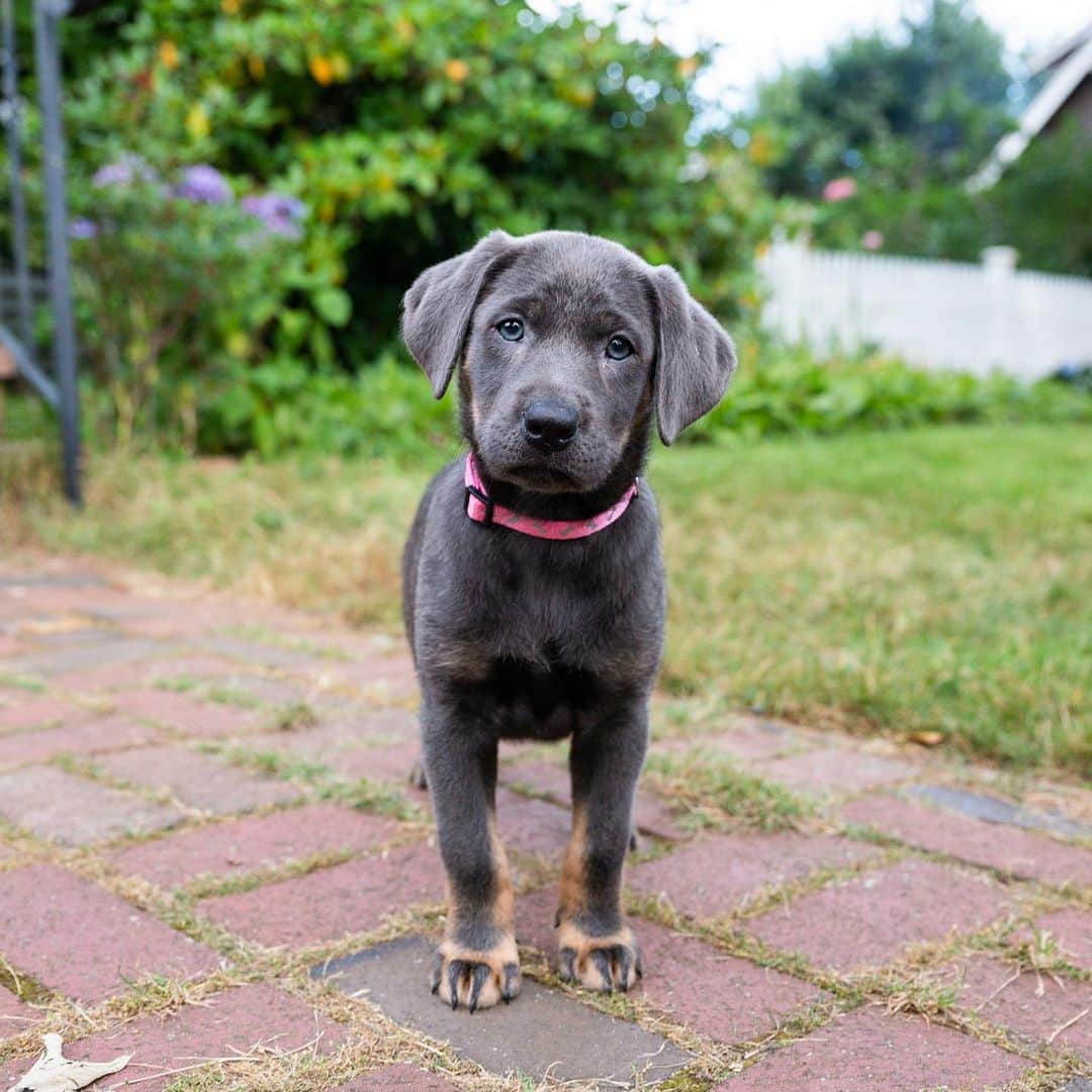 The Dogistさんのインスタグラム写真 - (The DogistInstagram)「Lulu, Silver Lab (9 w/o), Woods Hole, MA • “She’s figured out the treat position. And she knows ‘if I pee outside I get a treat’.” @lovinglulu2020」7月29日 8時11分 - thedogist