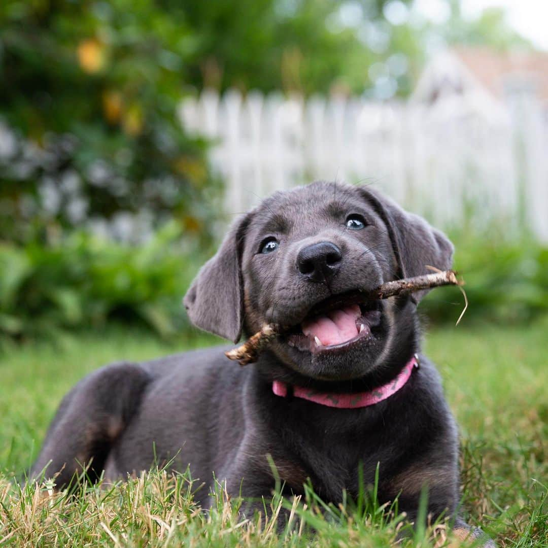 The Dogistさんのインスタグラム写真 - (The DogistInstagram)「Lulu, Silver Lab (9 w/o), Woods Hole, MA • “She’s figured out the treat position. And she knows ‘if I pee outside I get a treat’.” @lovinglulu2020」7月29日 8時11分 - thedogist