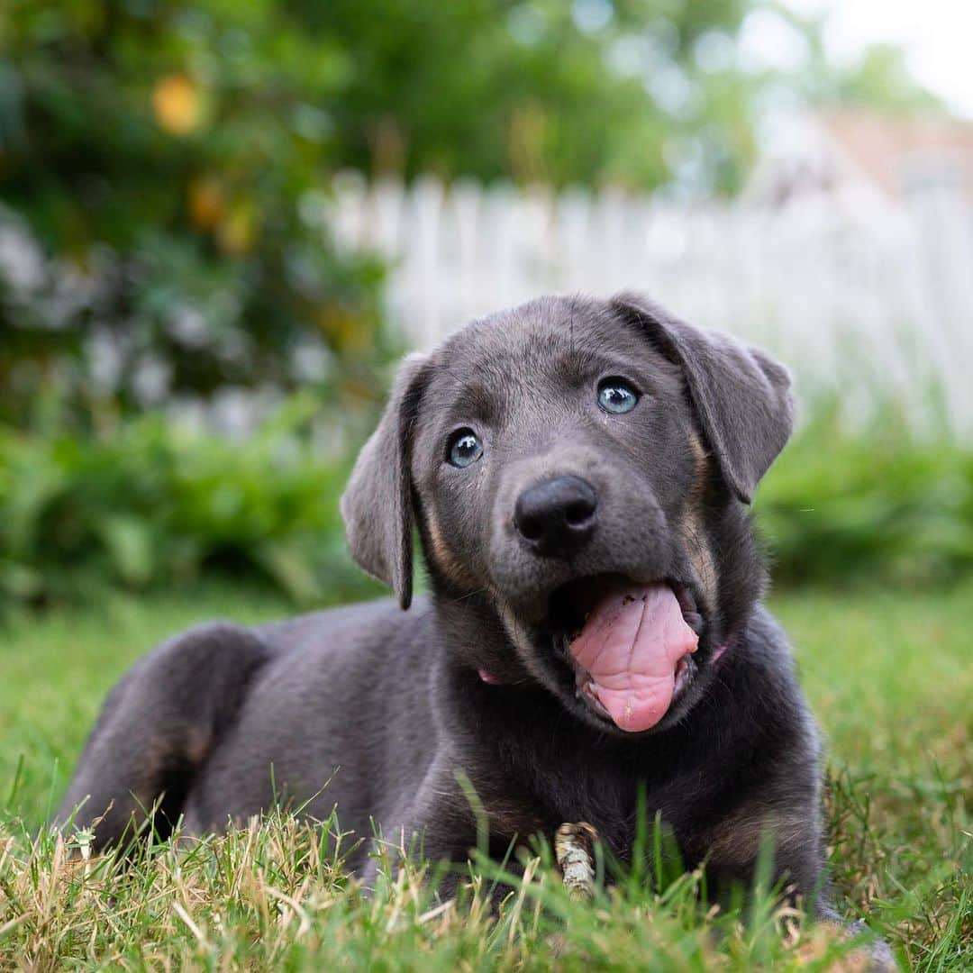 The Dogistさんのインスタグラム写真 - (The DogistInstagram)「Lulu, Silver Lab (9 w/o), Woods Hole, MA • “She’s figured out the treat position. And she knows ‘if I pee outside I get a treat’.” @lovinglulu2020」7月29日 8時11分 - thedogist