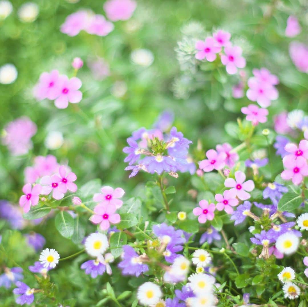 kiccyomuのインスタグラム：「☁️ 2020.07.29 Wed #花の美術館 ちょっとした小さな花壇に… 癒しをいただけたような気がします😊 #心に花を  豪雨の被害がこれ以上出ませんように🙏 今日も元気に🤗  location #千葉 📷撮影 2020年07月23日 #オールドレンズ 📷 Minolta 絞りF2」