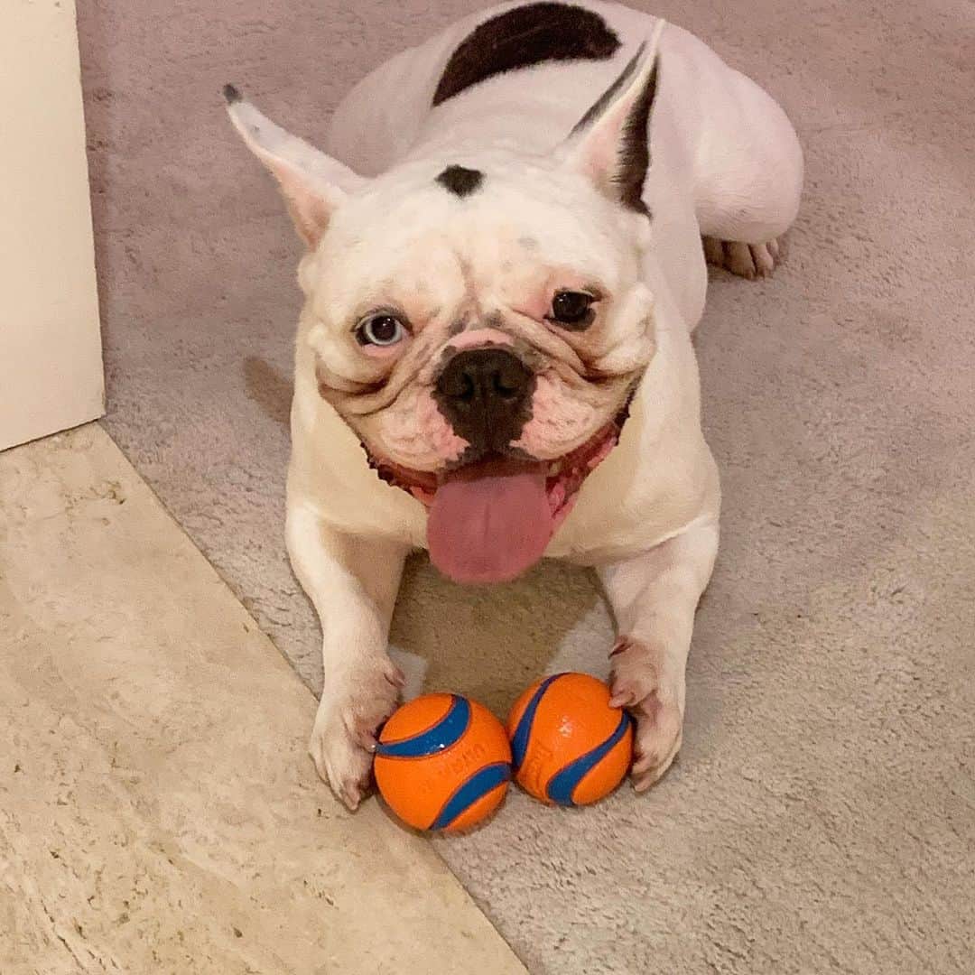 ステファニー・ブリットのインスタグラム：「Por aqui temos um branquelo q acha que tudo é só dele! 😜 Imagina qdo ele “descobrir” os brinquedos do Enrico... 🙈」