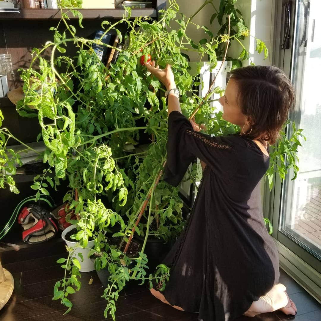 リュボーフィ・イリュシェチキナさんのインスタグラム写真 - (リュボーフィ・イリュシェチキナInstagram)「Introducing our #quarantine tomato forest))) It's grown from the seeds. I started it sometime in April. Now the first tomatoes 🍅 are ripe and the basil 🌱beside them will be a great dinner addition) Basil came as a small plant from our friend and it keeps growing. I pinched the flowers a couple times. Otherwise the taste gets worse. So far so fun 😁  #gardening #homegarden #garden #tomato #tomatoplant #tomatoes #tomatocherri #basil #quarantinegardening #me #harvest #basilplant #greens #plants #vegan #vegetarian #veggies #vegetablegarden #vegetables」7月29日 8時41分 - lubov_ilyushechkina