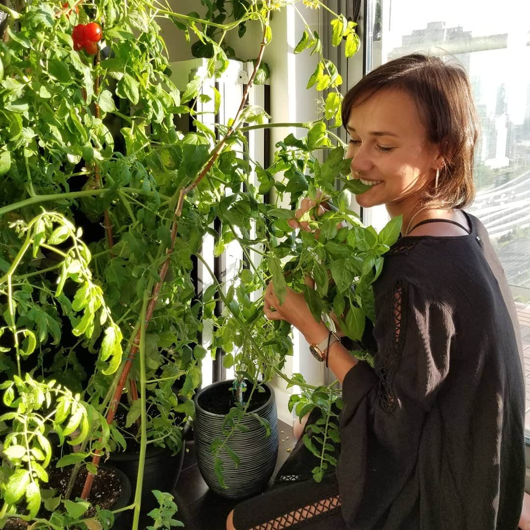 リュボーフィ・イリュシェチキナさんのインスタグラム写真 - (リュボーフィ・イリュシェチキナInstagram)「Introducing our #quarantine tomato forest))) It's grown from the seeds. I started it sometime in April. Now the first tomatoes 🍅 are ripe and the basil 🌱beside them will be a great dinner addition) Basil came as a small plant from our friend and it keeps growing. I pinched the flowers a couple times. Otherwise the taste gets worse. So far so fun 😁  #gardening #homegarden #garden #tomato #tomatoplant #tomatoes #tomatocherri #basil #quarantinegardening #me #harvest #basilplant #greens #plants #vegan #vegetarian #veggies #vegetablegarden #vegetables」7月29日 8時41分 - lubov_ilyushechkina