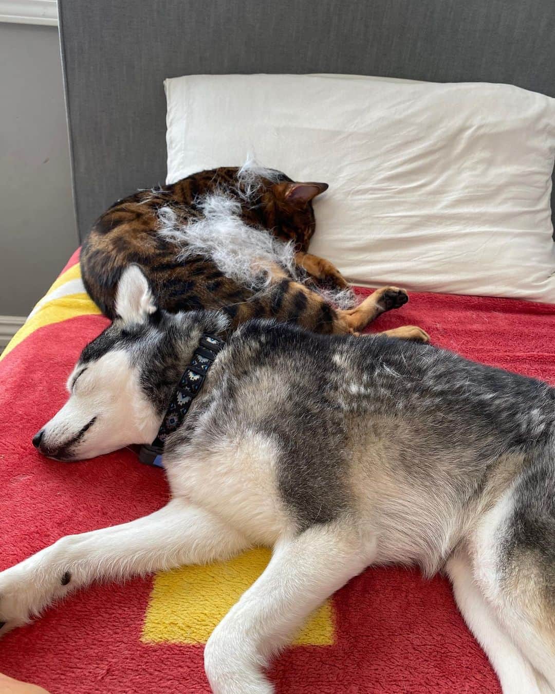 ヘザー・マクドナルドのインスタグラム：「Caption this moment between Simba & Raven.」