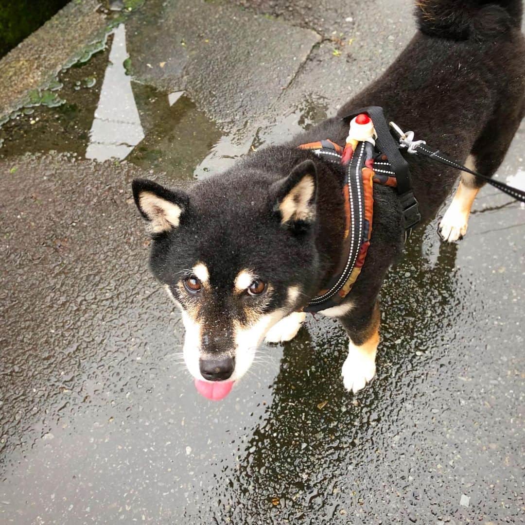 小川博永さんのインスタグラム写真 - (小川博永Instagram)「ベロが出ちゃう。  #濡れまる  #今朝まる #ししまる #dog #dogs #柴犬 #黒柴」7月29日 8時43分 - ogawahironaga