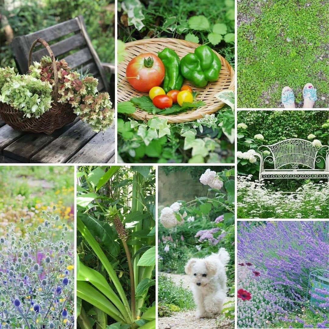LOVEGREEN -植物と暮らしを豊かに。さんのインスタグラム写真 - (LOVEGREEN -植物と暮らしを豊かに。Instagram)「［7月🌻みんなのガーデニング］ . 7月は梅雨が明けると、いよいよ真夏がやってきます。暑い日差しや雑草の繁殖、病害虫の発生などで庭仕事が忙しい時期。 . しかし、7月は色あざやかな草花の開花や家庭菜園の収穫など、嬉しいことも盛りだくさん。 . 今回は、7月の素敵なお庭や庭仕事をご紹介します。 . 詳しくはプロフィール( @lovegreen_official )のURLよりチェック🌿 「みんなのガーデニング」から見てみてくださいね🌼 . ご協力ありがとうございました！ @alicegarden614 @lumiere178 @niconico.t @__._kyon @hana_things @sawara.home . 「みんなのガーデニング」では、毎月、その月のお庭のお写真をご紹介しています。 . うちではこんなガーデニングをしています！こんな植物を育てています！という方は、LOVEGREENの公式インスタグラムアカウントをフォローして、ハッシュタグ「#みんなのガーデニング」をつけて投稿してみませんか？もしかしたら、あなたの投稿がLOVEGREENの記事に掲載されるかも!? . #庭 #園芸 #ガーデニング #ガーデン #庭のある暮らし #花 #紫陽花 #植物 #花のある暮らし #植物 #植物のある暮らし #植物のある生活 #植物と暮らす #植物が好き #シンプルな暮らし #シンプルライフ #暮らしを楽しむ #日々の暮らし #シンプルデザイン #植物と暮らしを豊かに」7月29日 9時01分 - lovegreen_official