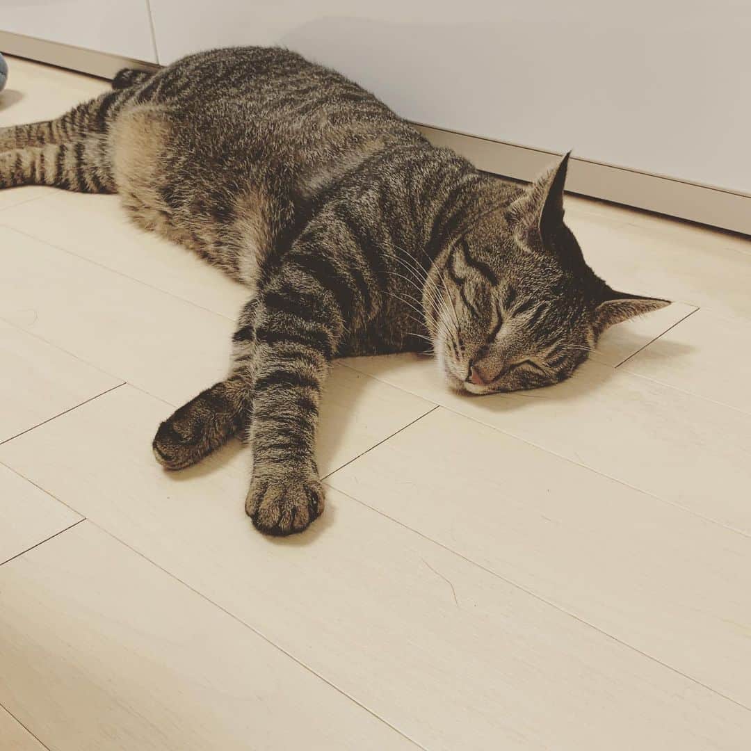 村田洋二郎さんのインスタグラム写真 - (村田洋二郎Instagram)「この季節落ちてる。  猫落ちてる。  危ないよぉ〜と言いながら  ちょい幸せを感じます。  #練馬キジトラ会」7月29日 9時03分 - muratanyaka