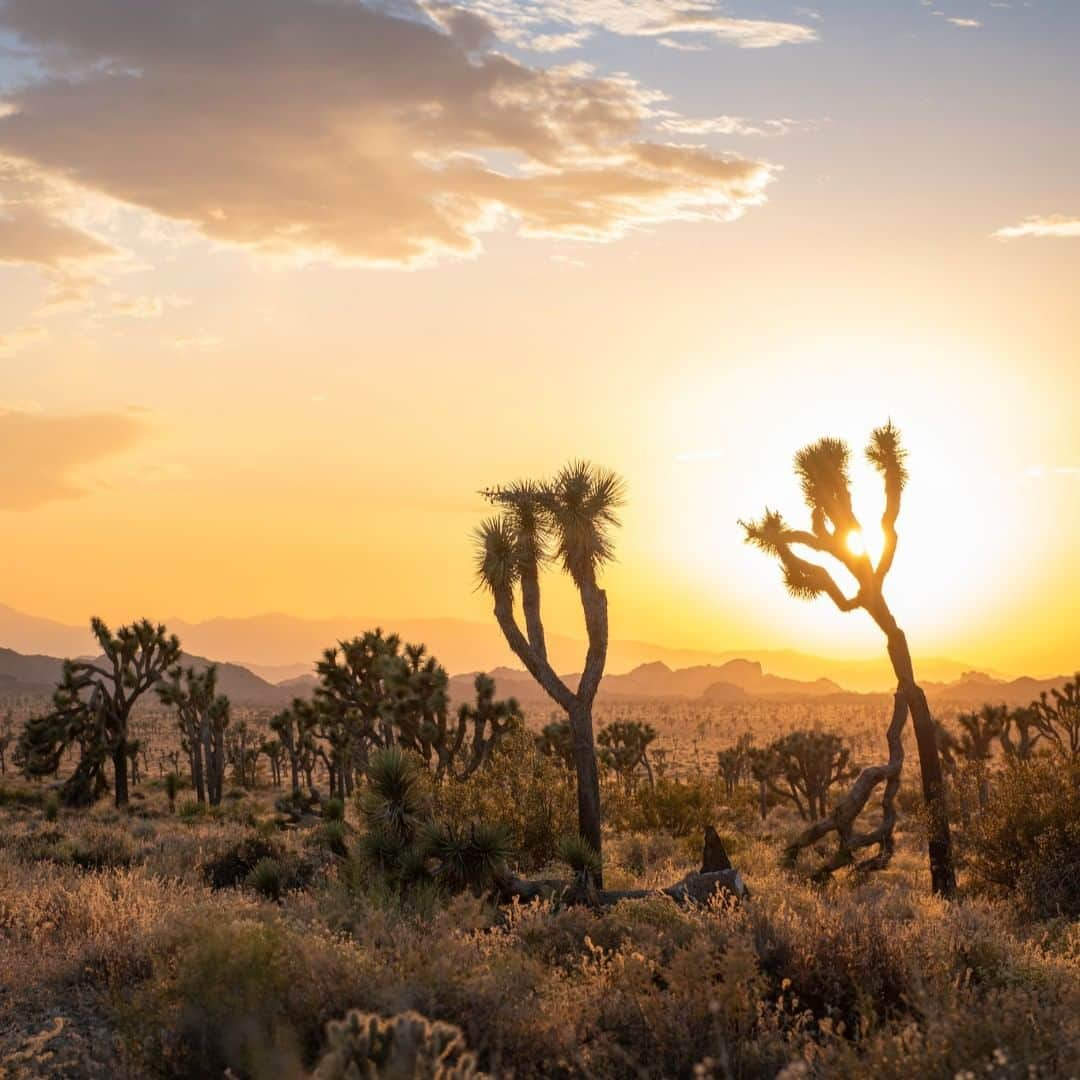 アメリカ内務省さんのインスタグラム写真 - (アメリカ内務省Instagram)「“Why fit in when you were born to stand out?” - Dr. Seuss  As though paused mid-dance, the namesakes of Joshua Tree National Park in #California strike poses at sunset. Joshua tree forests tell a story of survival, resilience and beauty borne through perseverance. Native people recognized the Joshua tree for its useful properties: their tough leaves made baskets and sandals, and their flower buds and seeds made a healthy addition to the diet. The local Cahuilla have long referred to the tree as “hunuvat chiy’a” or “humwichawa.” #Joshuatrees are beautiful and vital to the #MojaveDesert ecosystem. They stand out and we wouldn't have it any other way. Photo @JoshuaTreeNPS by Emily Hassell, National Park Service. #Usinterior」7月29日 9時05分 - usinterior