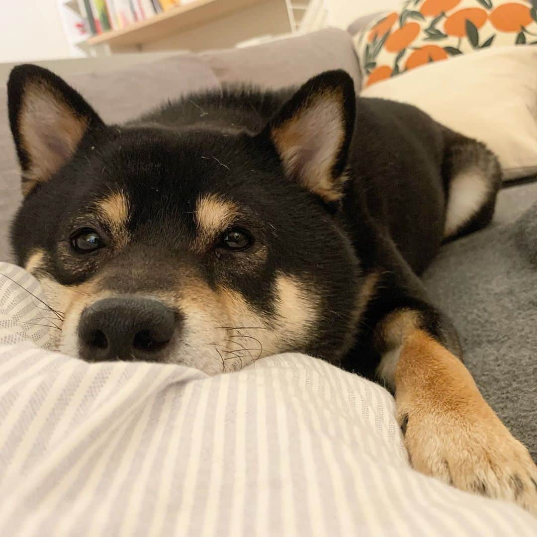 ?Fricko the Shiba Inu?のインスタグラム：「A melting puppy😆 🐾 🐾 🐾 🐾 #Keaton #🐶 #shiba #shibainu #dog #柴犬 #黒柴 #子犬 #shibalovers #shibaholics #dogoftheday #dogslife #weeklyfluff  #dogstagram  #dogscorner #shibapuppy #puppiesofinstagram」