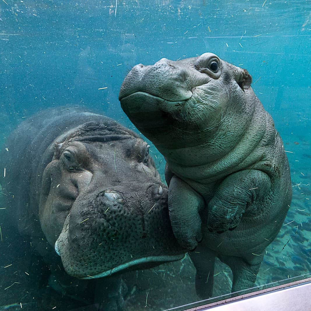 San Diego Zooさんのインスタグラム写真 - (San Diego ZooInstagram)「We've noticed some confusion between our pygmy and river units, so here's a little who's who to clear things up.  1st 🦛: Pygmy units (aka pygmy hippos, aka 𝘊𝘩𝘰𝘦𝘳𝘱𝘴𝘪𝘴 𝘭𝘪𝘣𝘦𝘳𝘪𝘦𝘯𝘴𝘪𝘴) are solitary or found in pairs like Akobi and his mom, Mabel. Their heads are rounder and more narrow, and their eyes are less bulging. You might even notice that a pygmy hippo’s eyes are situated more on the side of their head. That’s because these smaller water potatoes spend more time on land than their river cousins. Pygmy units are endangered and found mainly in Liberia.  2nd 🦛: River units (aka river hippos, aka 𝘏𝘪𝘱𝘱𝘰𝘱𝘰𝘵𝘢𝘮𝘶𝘴 𝘢𝘮𝘱𝘩𝘪𝘣𝘪𝘶𝘴) are found in sub-Saharan Africa. They're MUCH bigger than their pygmy counterparts. Males average 3,252 lb (1,475 kg) and females tip the scale around 3,000 lb (1,360 kg), which is roughly 6x heavier than those tiny water tots. River units are gregarious and often found in large bloats up to 50 strong (although the typical pod size is 10-15). River potatoes like Amahle, Funani and Papa Otis spend almost all of their time wallowing in shallow water... just look at their face features! Their eyes are slightly periscoped and aligned on top of their head along with their ears and nostrils, the perfect placement for submersion.  #HipHopAnonymous #SanDiegoZoo #Hippos #AnimalFacts #RiverUnits #PygmyPotatoes」7月29日 9時13分 - sandiegozoo