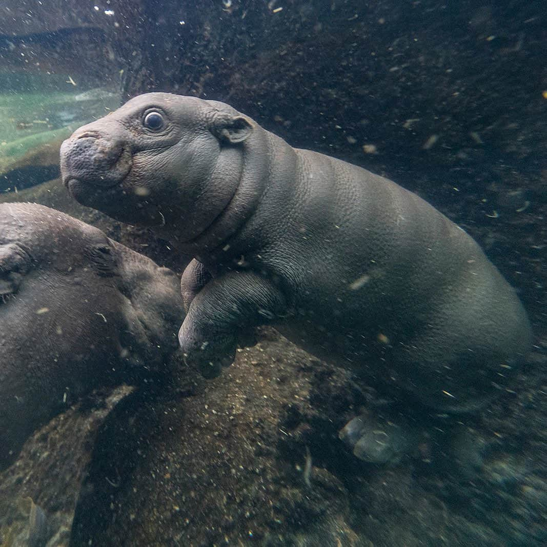 San Diego Zooさんのインスタグラム写真 - (San Diego ZooInstagram)「We've noticed some confusion between our pygmy and river units, so here's a little who's who to clear things up.  1st 🦛: Pygmy units (aka pygmy hippos, aka 𝘊𝘩𝘰𝘦𝘳𝘱𝘴𝘪𝘴 𝘭𝘪𝘣𝘦𝘳𝘪𝘦𝘯𝘴𝘪𝘴) are solitary or found in pairs like Akobi and his mom, Mabel. Their heads are rounder and more narrow, and their eyes are less bulging. You might even notice that a pygmy hippo’s eyes are situated more on the side of their head. That’s because these smaller water potatoes spend more time on land than their river cousins. Pygmy units are endangered and found mainly in Liberia.  2nd 🦛: River units (aka river hippos, aka 𝘏𝘪𝘱𝘱𝘰𝘱𝘰𝘵𝘢𝘮𝘶𝘴 𝘢𝘮𝘱𝘩𝘪𝘣𝘪𝘶𝘴) are found in sub-Saharan Africa. They're MUCH bigger than their pygmy counterparts. Males average 3,252 lb (1,475 kg) and females tip the scale around 3,000 lb (1,360 kg), which is roughly 6x heavier than those tiny water tots. River units are gregarious and often found in large bloats up to 50 strong (although the typical pod size is 10-15). River potatoes like Amahle, Funani and Papa Otis spend almost all of their time wallowing in shallow water... just look at their face features! Their eyes are slightly periscoped and aligned on top of their head along with their ears and nostrils, the perfect placement for submersion.  #HipHopAnonymous #SanDiegoZoo #Hippos #AnimalFacts #RiverUnits #PygmyPotatoes」7月29日 9時13分 - sandiegozoo