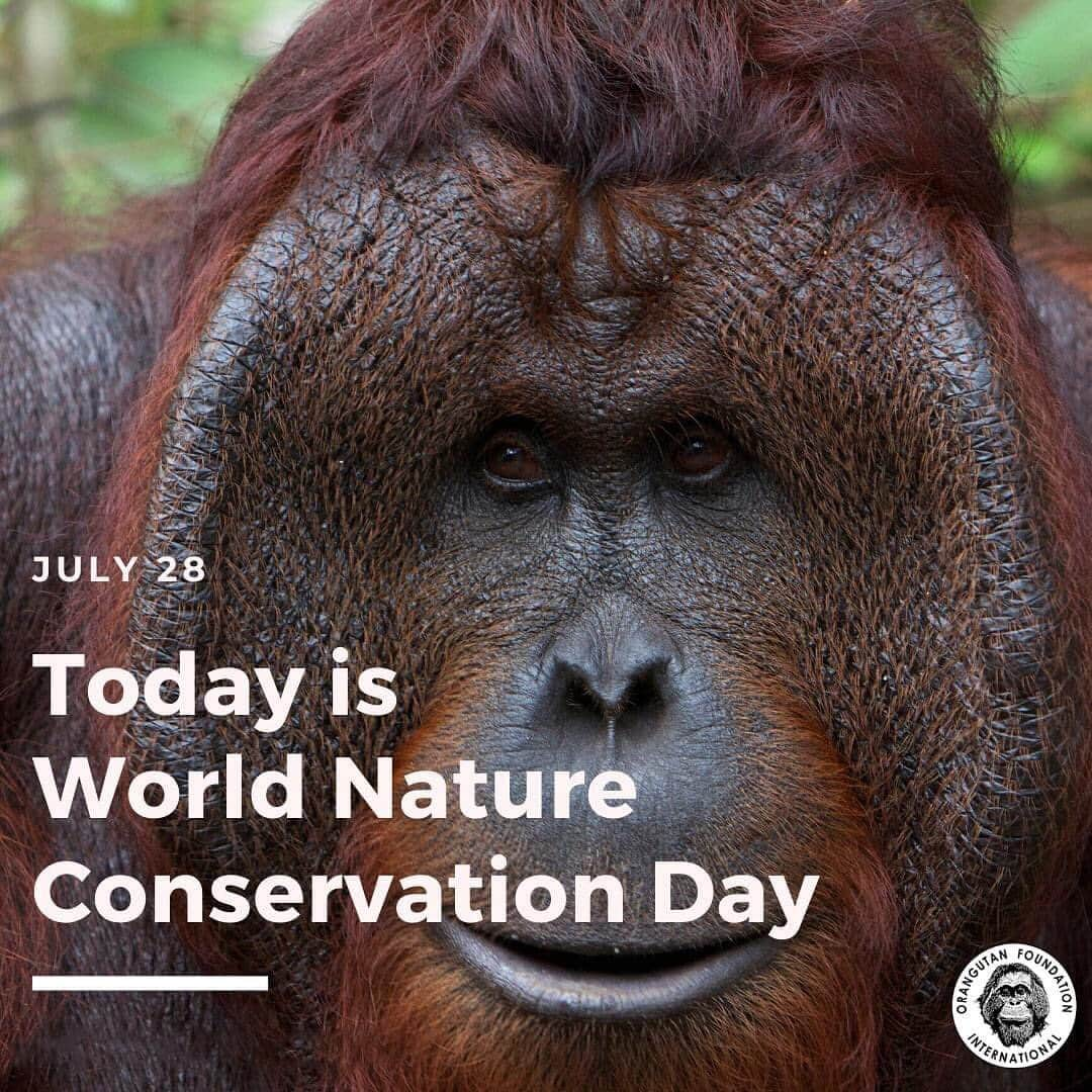 OFI Australiaさんのインスタグラム写真 - (OFI AustraliaInstagram)「How will you help conserve orangutans and their habitat to mark #WorldNatureConservationDay? You can donate to support our mission of saving orangutans at https://orangutanfoundation.org.au/the-cause/  _____________________________________ 🦧 OFIA Founder: Kobe Steele kobe@ofiaustralia.com  OFIA Patron: Dr Birute Galdikas @drbirute @orangutanfoundationintl @orangutan.canada www.orangutanfoundation.org.au 🦧 🧡 🦧 #orangutan #orphan #rescue #rehabilitate #release #BornToBeWild #Borneo #Indonesia #CampLeakey #orangutans #savetheorangutans #sayNOtopalmoil #palmoil #deforestation #destruction #rainforest #instagood #photooftheday #environment #nature #instanature #endangeredspecies #criticallyendangered #wildlife #orangutanfoundationintl #ofi #drbirute #ofiaustralia #FosterAnOrangutanToday」7月29日 9時14分 - ofi_australia