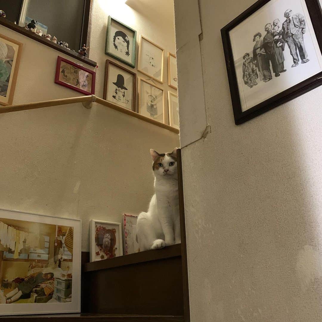 Kachimo Yoshimatsuさんのインスタグラム写真 - (Kachimo YoshimatsuInstagram)「おりておいで〜！ Come on~!  #うちの猫ら #mikeko #廊下階段暮らし #猫 #ねこ #cat #ネコ #catstagram #ネコ部 http://kachimo.exblog.jp」7月29日 9時23分 - kachimo