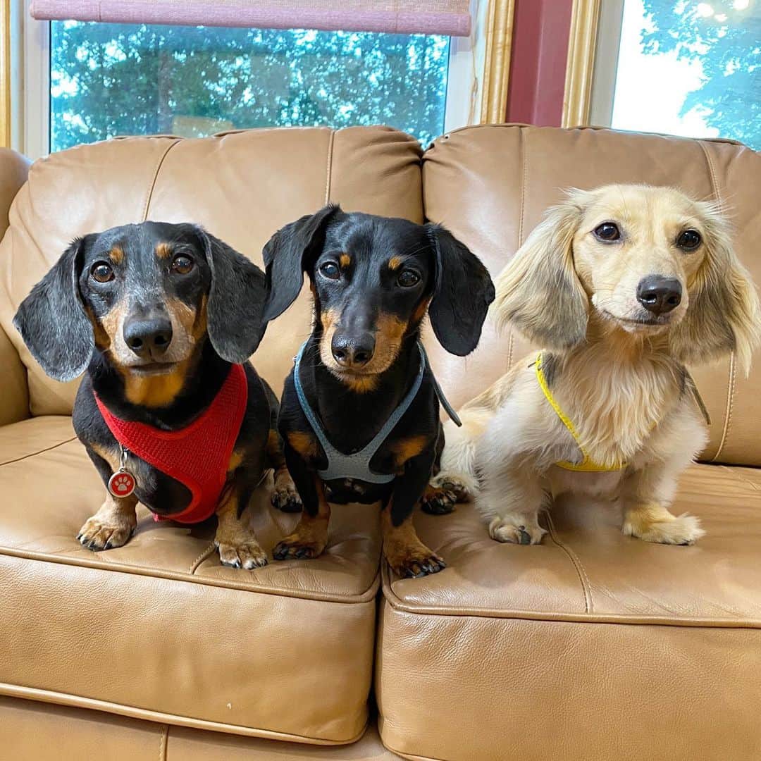 Crusoe the Celebrity Dachshundのインスタグラム：「“After months and months, finally back with my brother Oakley for a little summer cottage getaway!” ~ Crusoe」