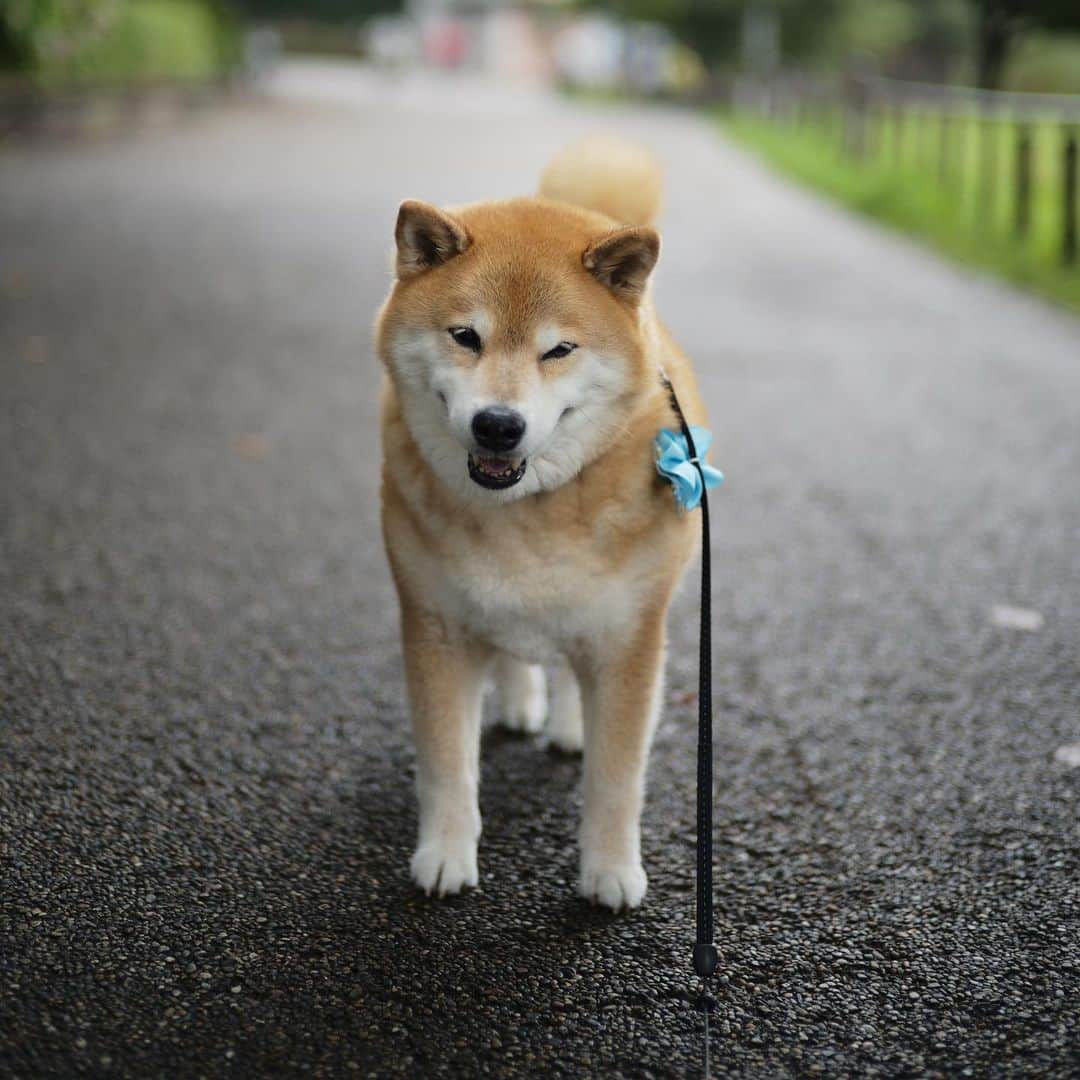 まる（まるたろう）さんのインスタグラム写真 - (まる（まるたろう）Instagram)「Good morning!✨🐶☺️✨今日はついに29日だね〜　 #待ちに待った29日 #みんな大好き29日 #パパ早く帰ってきてね #じぇったいだよ」7月29日 9時37分 - marutaro