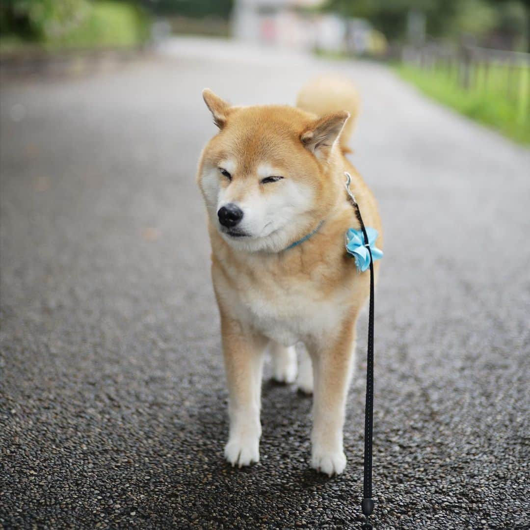 まる（まるたろう）さんのインスタグラム写真 - (まる（まるたろう）Instagram)「Good morning!✨🐶☺️✨今日はついに29日だね〜　 #待ちに待った29日 #みんな大好き29日 #パパ早く帰ってきてね #じぇったいだよ」7月29日 9時37分 - marutaro