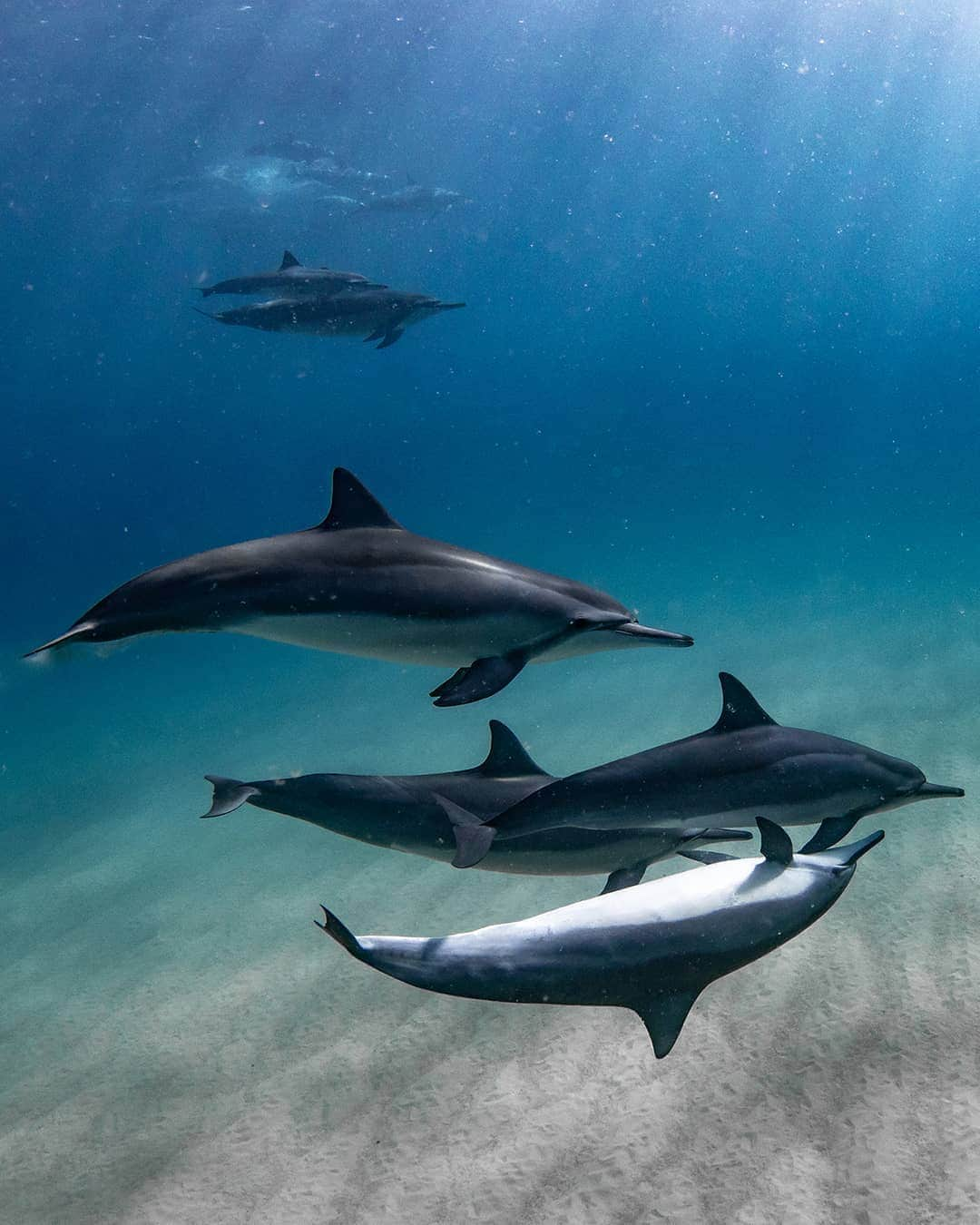 And Youさんのインスタグラム写真 - (And YouInstagram)「‼️ How to behave in the water with Dolphins ‼️ ​ ​This is a really important topic that we always talk about on our Dolphins and You tours. Seeing dolphins in their natural environment is a surreal and incredibly exciting experience. But if we're not careful, our excitement can harm their natural behaviors.  ​ ​So it's important that we are respectful when we're in the dolphin's home. Here are some general rules: ​ ​1. DO NOT CHASE. Most of the time dolphins swim up to you and then pass by. It can be very tempting to try to follow them. But this is a predatory behavior that makes the dolphins nervous. Also, you'll never be as fast as them. ​ ​2. Don't dive directly down on dolphins if they are below you. If dolphins are swimming one way, and you're swimming at them in another, that's jarring for the pod. You'll probably scare them away sooner if you dive straight at them.  ​ ​3. Pay attention to dolphin behaviors and don't splash. When dolphins are distressed, they have a number of ways to communicate that, such as slapping their heads or tails on the surface of the water. All of this creates splashing, so it makes sense that it also stresses them out when other animals in the water splash around them.  ​ ​Thank you to @moisthawaii for asking us to spread this important message! If we follow these rules and give dolphins distance so that we can passively observe, they might let us observe them longer. The ocean rewards patience and respect.  ​ ​Mahalo for your kokua!  ​. ​. ​. ​. ​. ​. ​#westoahu #oahudolphins #dolphins #noaa #oceania #saveourseas #discoverocean」7月29日 10時10分 - dolphinsandyou