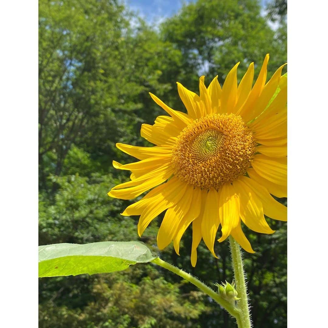 落合由佳さんのインスタグラム写真 - (落合由佳Instagram)「. あっという間に7月も終わり、8月になろうとしていますね…  きのう(28日)、九州南部で梅雨明けが発表されましたが、関東はもうしばらく梅雨空の予想です☔️(関東の梅雨明けが8月にずれ込むのは13年ぶりなんだとか💦)  夜涼しいのは嬉しいけれど、日中は、暑いくらいの日差しが夏を感じられてワクワクしたりもしますよね🥺👙🌊  今年はどこにも行けないのかな。とはいえ、やりたい仕事も色々ある😆 皆さんを楽しませられるようなこと、また始めていけたらなと思ってます‼︎まだまだ、やり続けますよ🌻 . .」7月29日 10時14分 - yuka.ocha