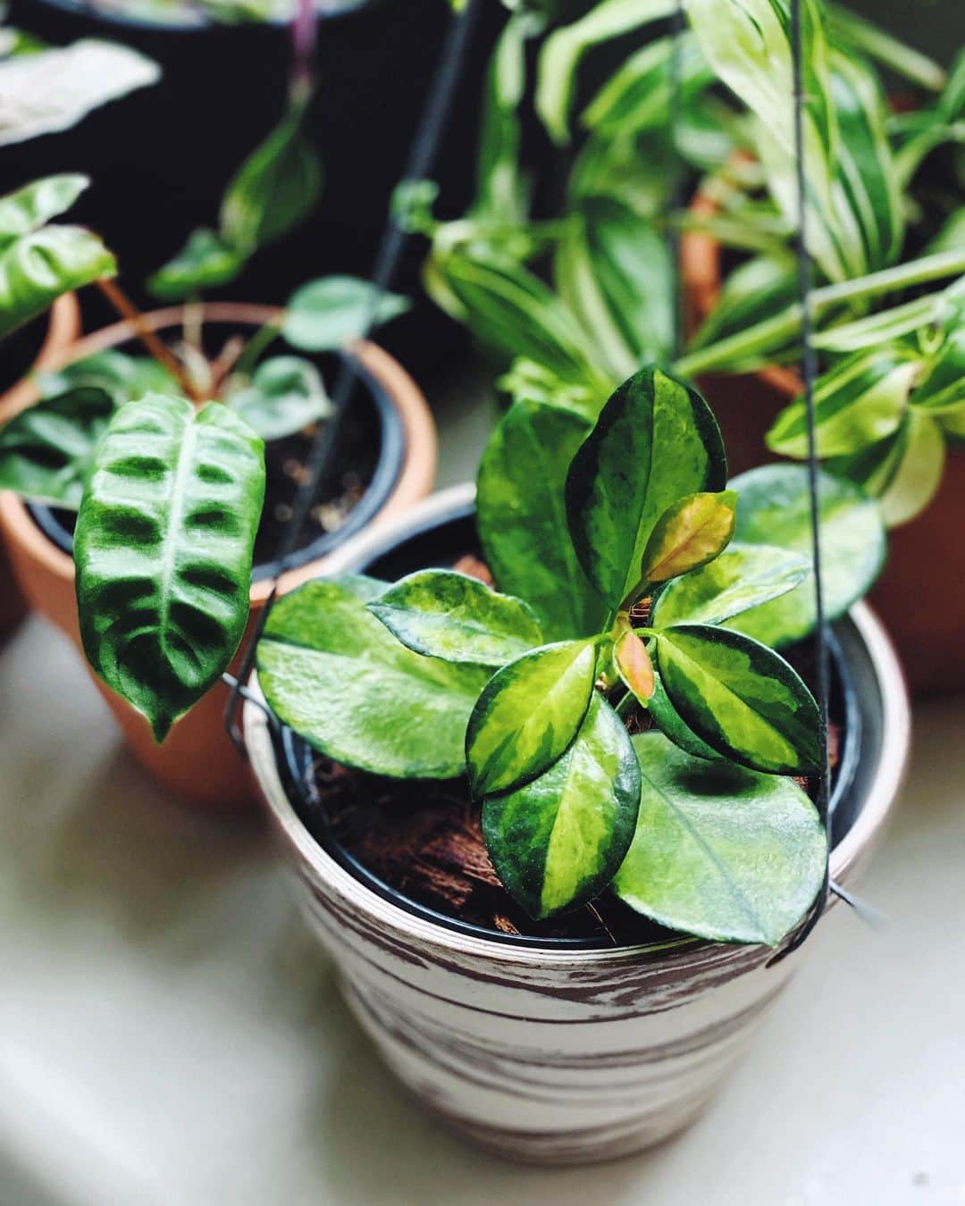 鄭碧瑩のインスタグラム：「Thankful that the #hoyaaustralislisa finally pushed out some pink leaves albeit a little tiny. Any tips from #hoya lovers out there for growing bigger leaves? 😜 . . .  #plantstagram #plantsofinstagram #houseplants #plantsmakepeoplehappy #botanical #instaplants #plants #foliage #leaf #plantflife #springintoplants #plantlady #plantpotters #crazyplantlady #houseplantclub #helloplantlover #plantshelfie #houseplantsofinstagram #houseofplantlovers #junglecollective #vsco #vscogram #vscocam #vscoplants #gardeningsg #urbanjunglebloggers #sgplantclub #plantnerd」
