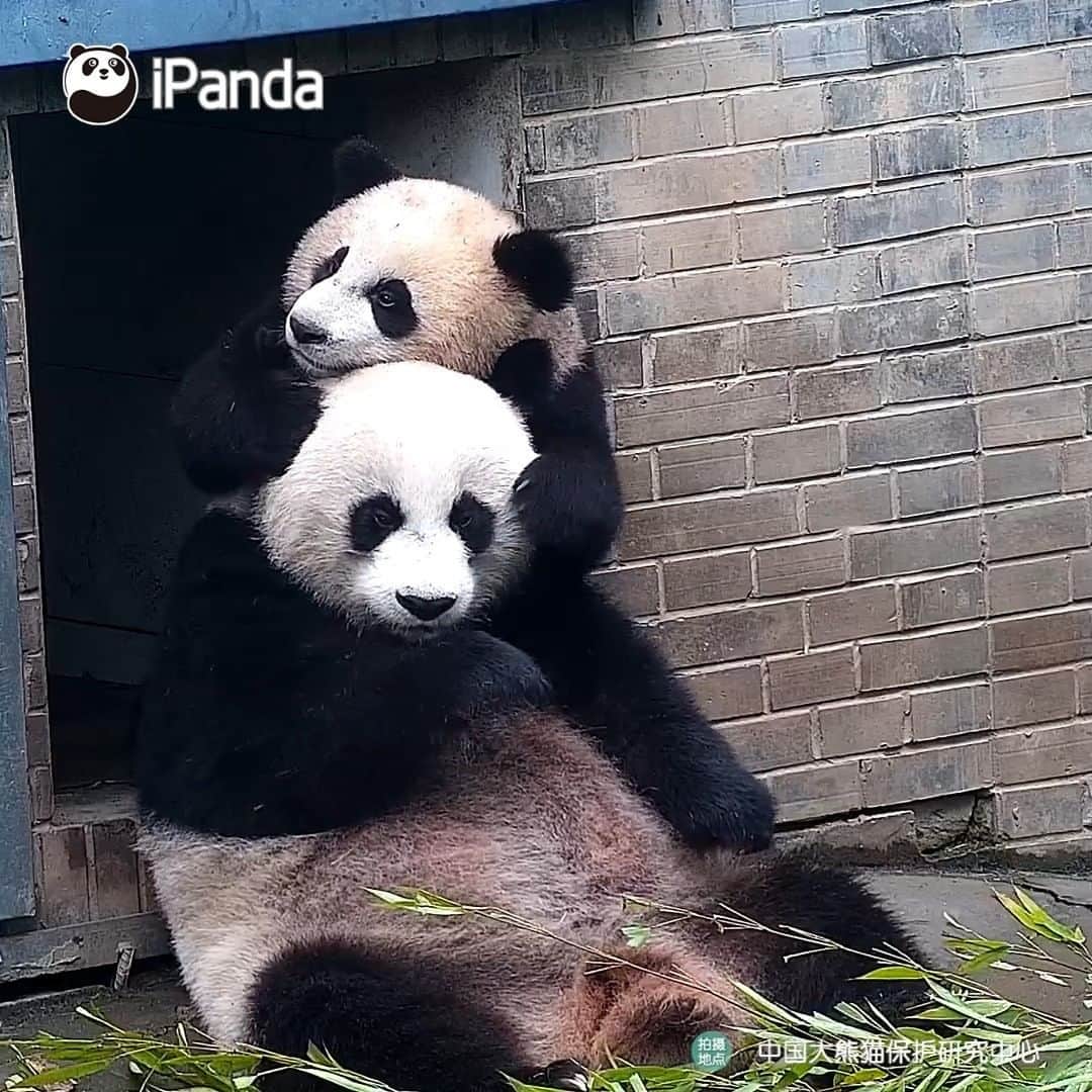 iPandaのインスタグラム