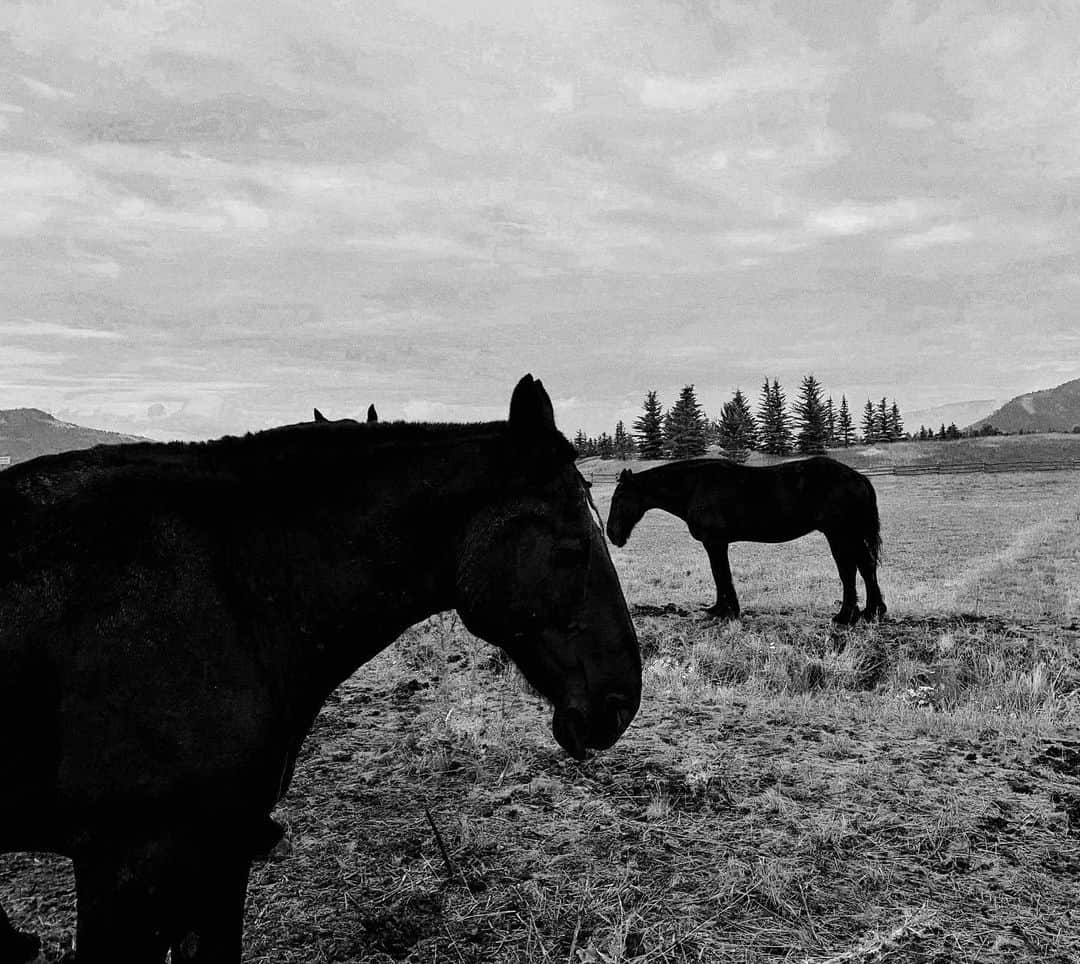 ニッキー・シックスさんのインスタグラム写真 - (ニッキー・シックスInstagram)「#Wyoming #Profiles #Shadows #Horses #iPhone #Summer」7月29日 10時44分 - nikkisixxpixx