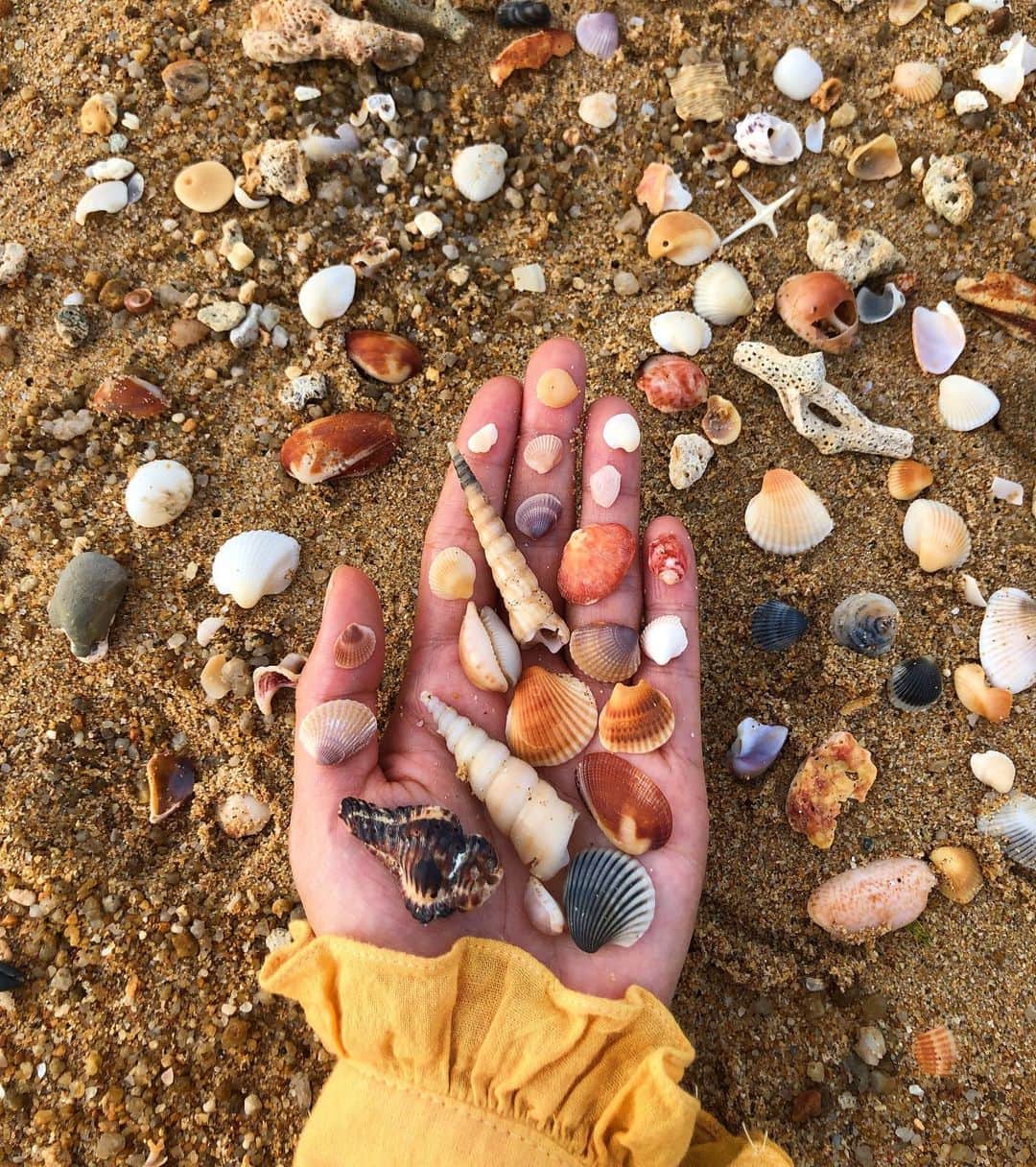 Amata Chittaseneeさんのインスタグラム写真 - (Amata ChittaseneeInstagram)「“take nothing but photos and leave nothing but footprints”  All shells play a role in natural ecosystems, they provide homes to many creatures and with a reduction in the number of shells found on a beach increased beach erosion, changes in calcium carbonate recycling, and declines in diversity and abundance of organisms, which are dependent on shell availability like hermit crabs!!   Leaving seashells where they are is actually one of the easiest ways to protect marine life and make a small contribution to saving our oceans 🧜🏻‍♀️ 🐚 🌊  #pearypiegoesgreen #Phuket #Thailand」7月29日 10時56分 - pearypie