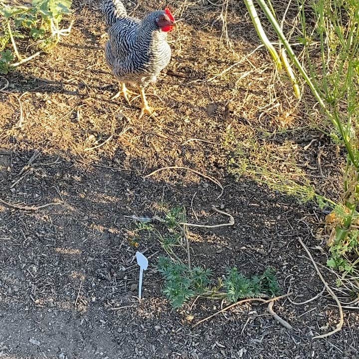 ケリスのインスタグラム：「Meet Huey P. Newton , he’s a rooster . I’m in the gardens harvesting for next weeks GOLD MINE BOX ! #blackfarmer #bipoc #harvest #veggies #farmlove #farmfresh #eatwell #selfcare @bountyandfull it’s a lifestyle」