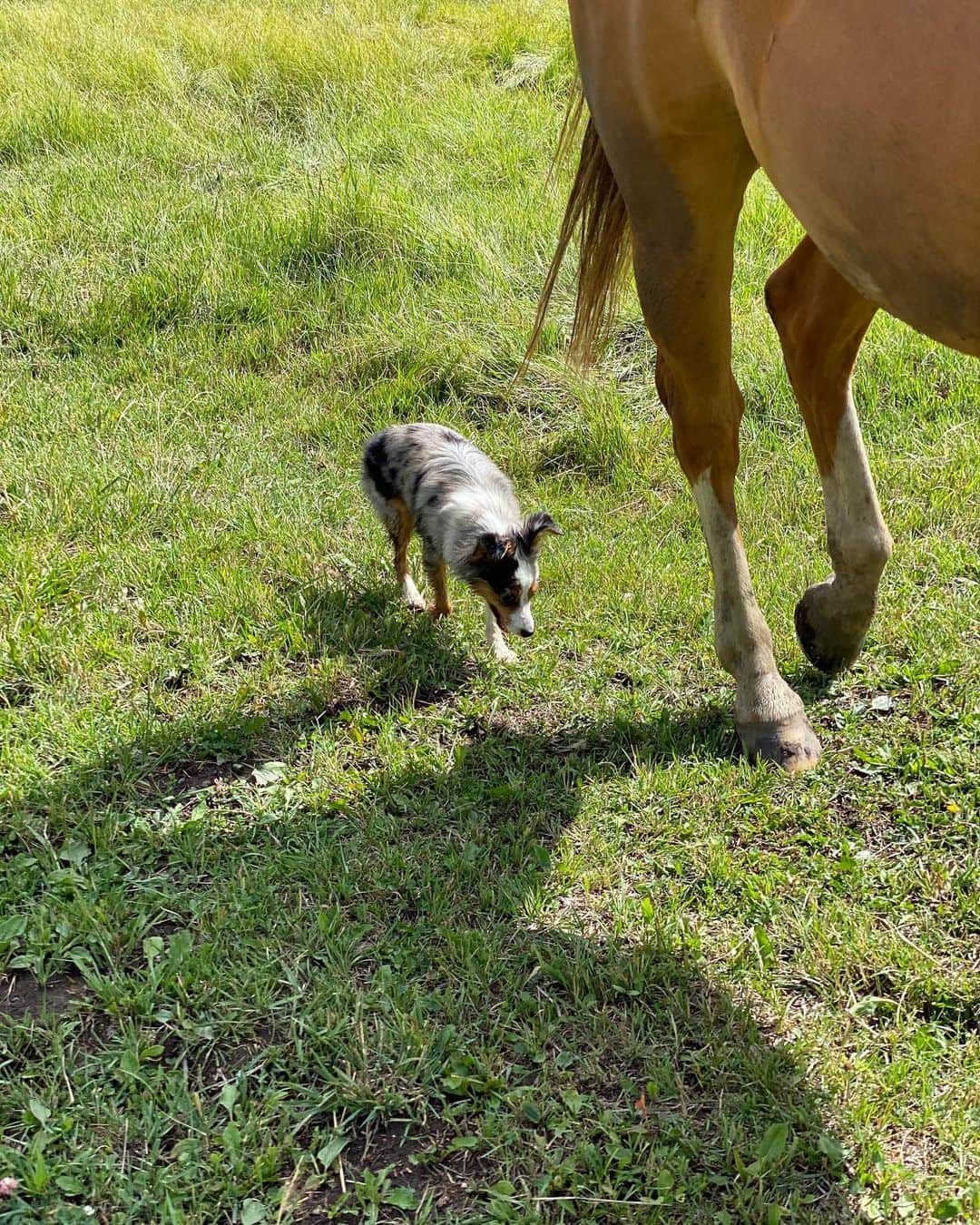 ホリー・ホルムさんのインスタグラム写真 - (ホリー・ホルムInstagram)「Adventures with River. Her first time on a ranch. She was OBSESSED with the horses, loved the streams.... and was tolerant of the 4 wheelers and side by sides😉 #miniaussie #aussiesofinstagram」7月29日 11時39分 - hollyholm