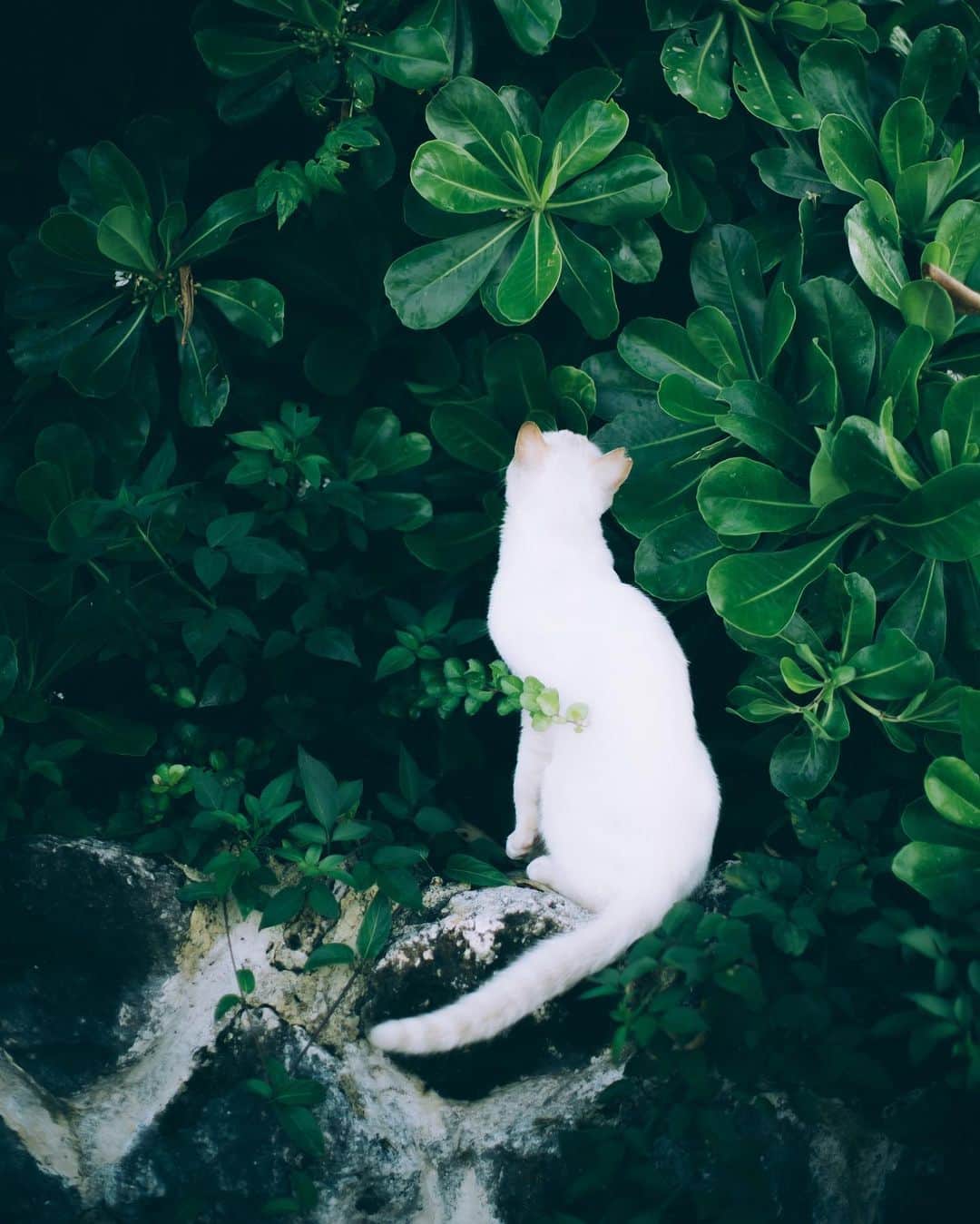 山中海輝のインスタグラム：「・ ・ Only she knows what is there. Sakura mimi. #TNR #さくらねこ」