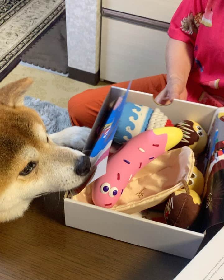 shibainu berryのインスタグラム