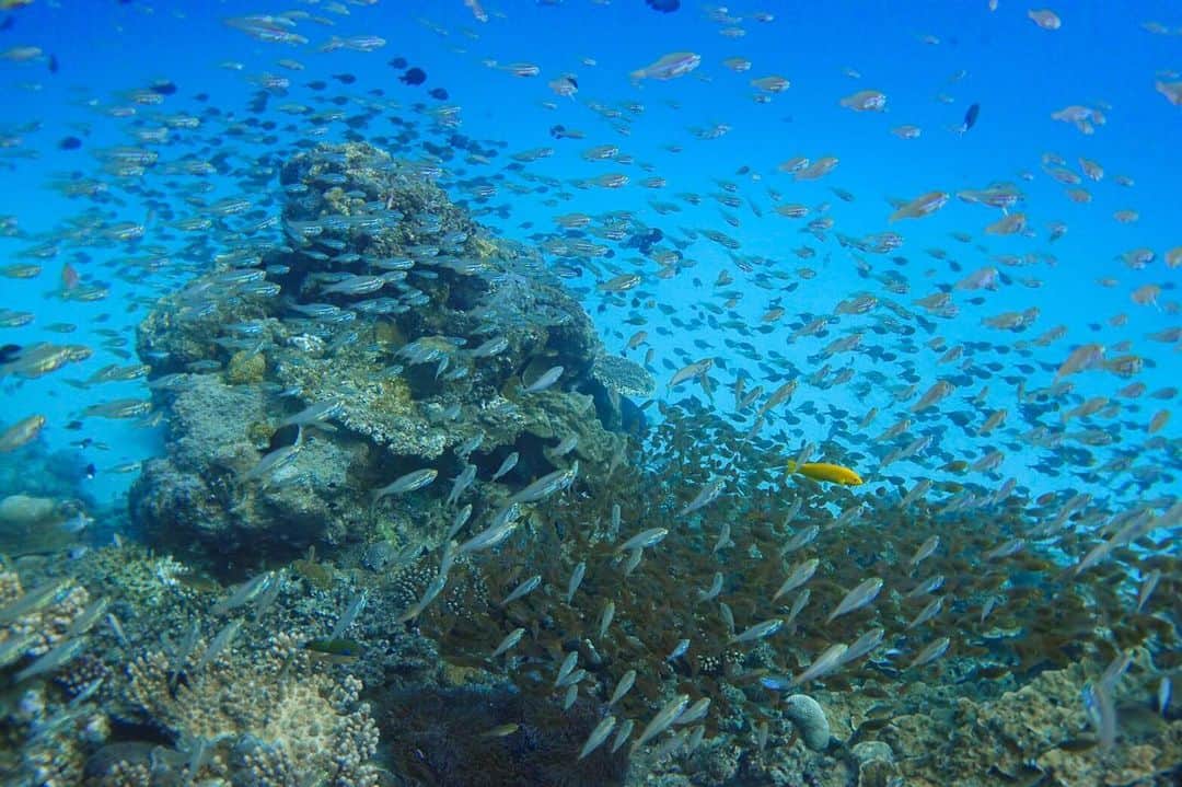 のインスタグラム：「海の中に入ると﻿ ﻿ そこは魚や珊瑚の楽園。﻿ ﻿ 多種多様の魚や珊瑚が見れるので﻿ ワクワクできる体験ができるかもしれません。﻿ ﻿ #鹿児島 #奄美大島 #island #islandlife #travel #trip #travelife #旅 #旅行 #リゾート#yoga #ヨガ #yogalife#yogatravel#resort#health#healthy #beauty #beautiful #自然#自然の恵み #sky #bluesky #海 #sea #beach #星空 #japan_vacations #visitjapanjp」