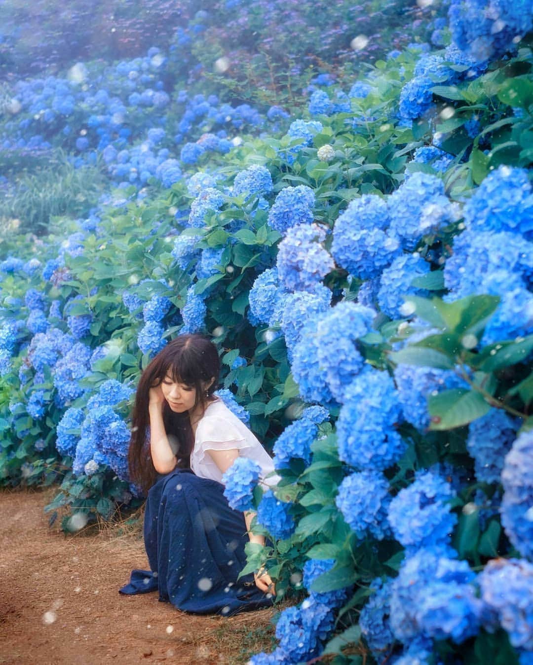 高橋さくらのインスタグラム：「* *  この想いは もう君には届かない  * *  ふくしまさんの紫陽花すき！ 美人になれる気がします←  #紫陽花 #梅雨 #雨 #徳島 #青 #スカート #きれい #ポートレート #カメラマン #モデル #撮影 #風景 #花 #夏 #かずさん写真部」