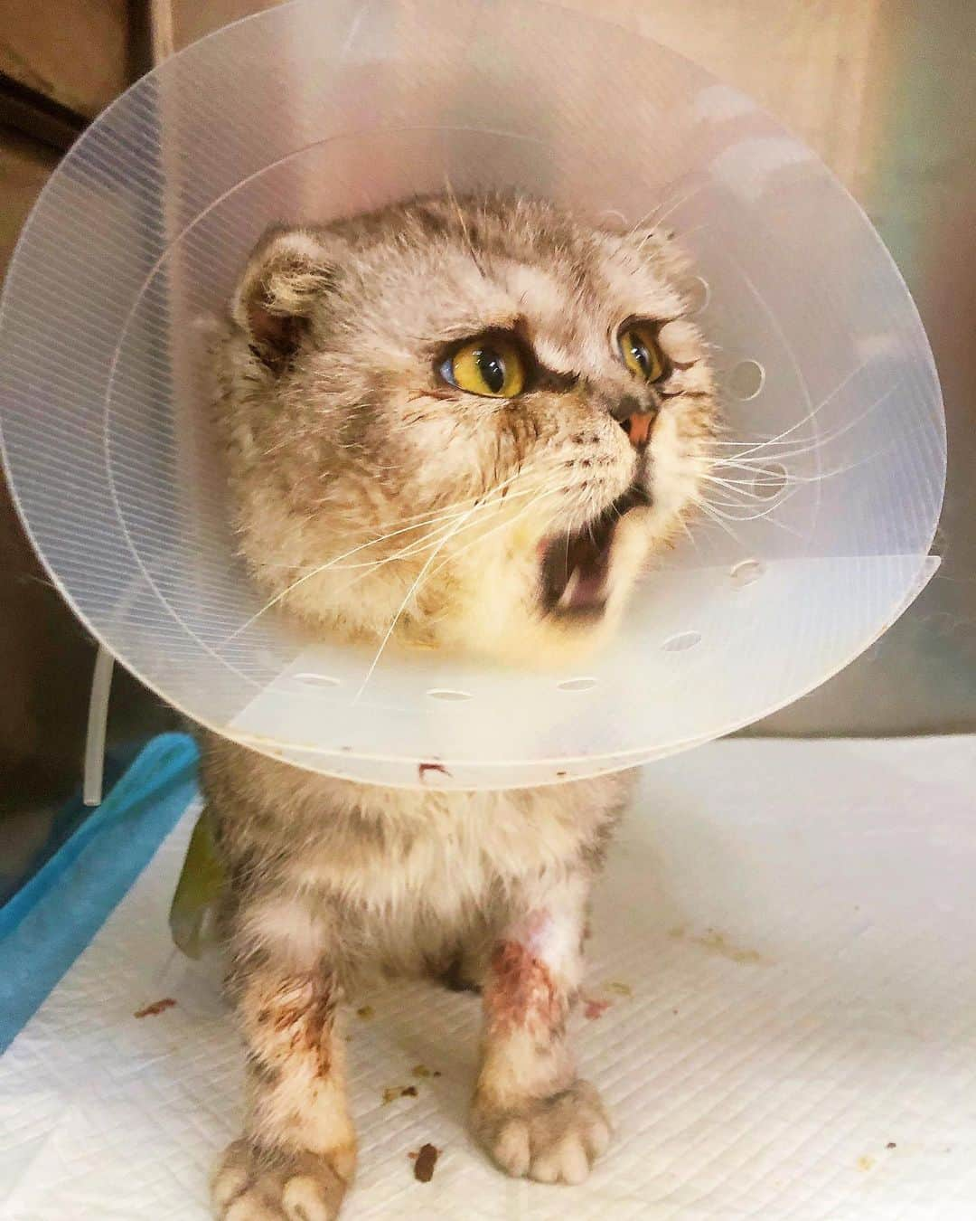 ルフさんのインスタグラム写真 - (ルフInstagram)「Day4, I came to see my little #Fold ❤️, He's doing great! And his stitches will removed next week. As he did not urinate normally after he was abandoned, there was damage to his kidneys, but the doctor told me the damage could be recovered with careful care.So we will take good care of him when he back our home 💪🏻！ - - #cat #savecat #dontgiveup #angel #adorable #lovely #familylove」7月29日 13時28分 - lanlan731