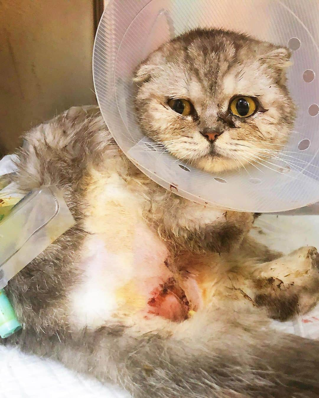 ルフさんのインスタグラム写真 - (ルフInstagram)「Day4, I came to see my little #Fold ❤️, He's doing great! And his stitches will removed next week. As he did not urinate normally after he was abandoned, there was damage to his kidneys, but the doctor told me the damage could be recovered with careful care.So we will take good care of him when he back our home 💪🏻！ - - #cat #savecat #dontgiveup #angel #adorable #lovely #familylove」7月29日 13時28分 - lanlan731