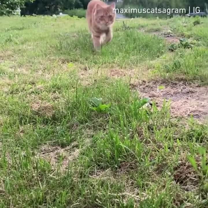 Aww Clubのインスタグラム