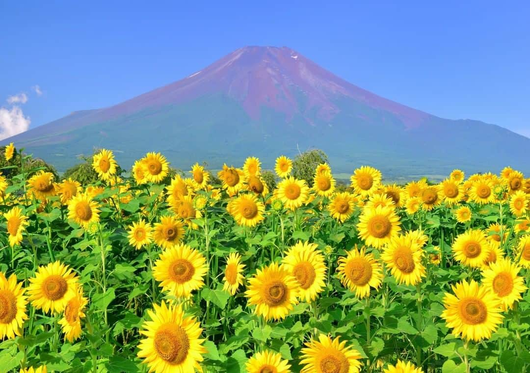 THE GATEのインスタグラム：「【 Lake Yamanakako// #Yamanashi 】 Lake Yamanakako is the largest out of the Fuji Five Lakes.  l It is located at an altitude of 980 meters, and is the closest lake to Mount Fuji out of the other lakes.  l The lake area is loved as a summer escape, since it remains at around 20 degrees Celsius even during the summer months.   ————————————————————————————— THE GATE is a website for all journeys in Japan.  Check more information about Japan. →@thegate.japan . #japanlovers #Japan_photogroup #viewing #Visitjapanphilipines #Visitjapantw #Visitjapanus #Visitjapanfr #Sightseeingjapan #Triptojapan # 赞 #粉我 #Instatravelers #Instatravelphotography #Instatravellife #Instagramjapanphoto #flowerphotos #sunflowerlove #向日葵畑 #해바라기축제　#bungamatahari #mirasol #꽃밭 #TamanBunga #Tamanbunga #jardindeflores #girasol #explore_floral #Japanesegardens #yamanakalake」