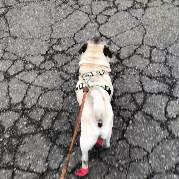 八兵衛のインスタグラム：「Today’s walk🎈 * * とまらない。 * * #とまって😂 #下り坂  #ほぼ黒パグ #おじいちゃん犬 #pug #puggy #puglife #puglove #petstagram #pugstagram #pugsofinstagram #pugs #dog #ふわもこ部  @igersjp #IGersJP #east_dog_japan #pecoイヌ部 #八兵衛 #はちべえ #朝ワンコ夕ニャンコ」