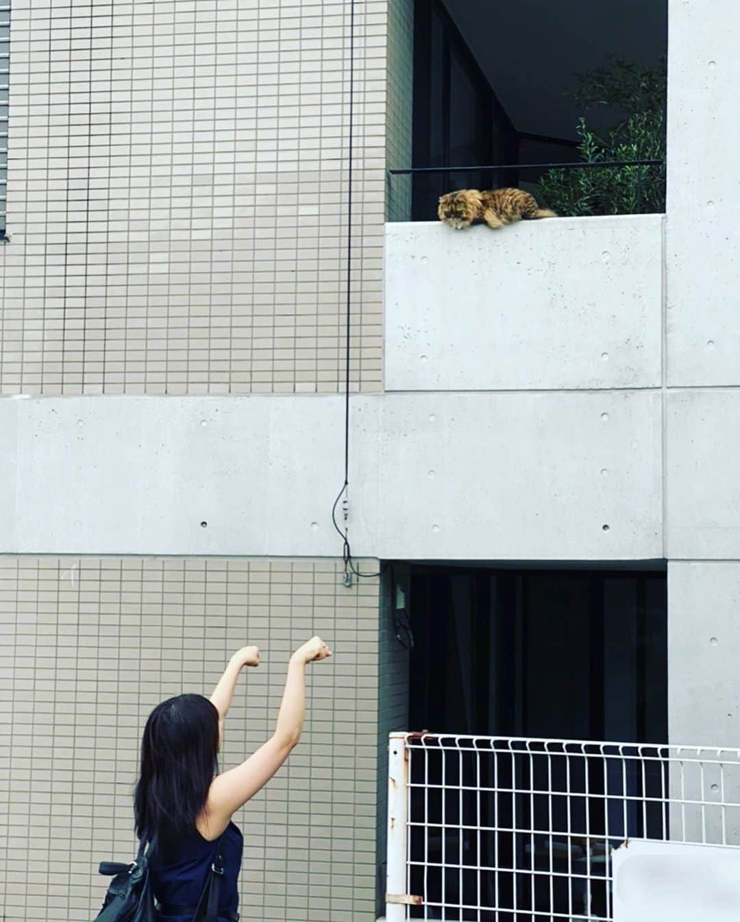 吉岡聖恵さんのインスタグラム写真 - (吉岡聖恵Instagram)「ネコがいる😸😻😽  Ah 夢に見てた〜🎶  （撮影スタジオに行く途中。）  ワニもいる。🐊✨✨✨ 生配信ライブをやります^ - ^👍👍👍 8月2日（日）20:50頃〜 Volumetric Capture技術を活用した世界初の生配信ライブ「いきものがかり Volumetric LIVE ～生きる～」の実施が決定しました！ 詳しくはいきものがかりＨＰをみてね👀🌟🌟🌟 #VolumetricCapturure #100日後に死ぬワニ #いきものがかり」7月29日 14時26分 - kiyoe_yoshioka_official